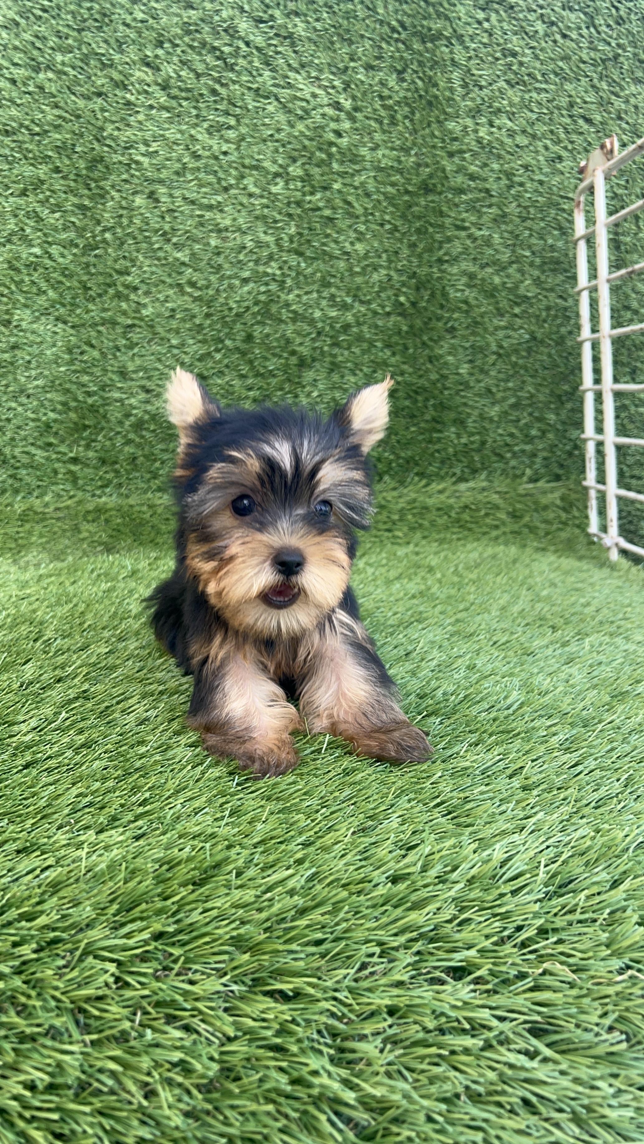 YORKIE TERRIER  Foto 7267035-3.jpg