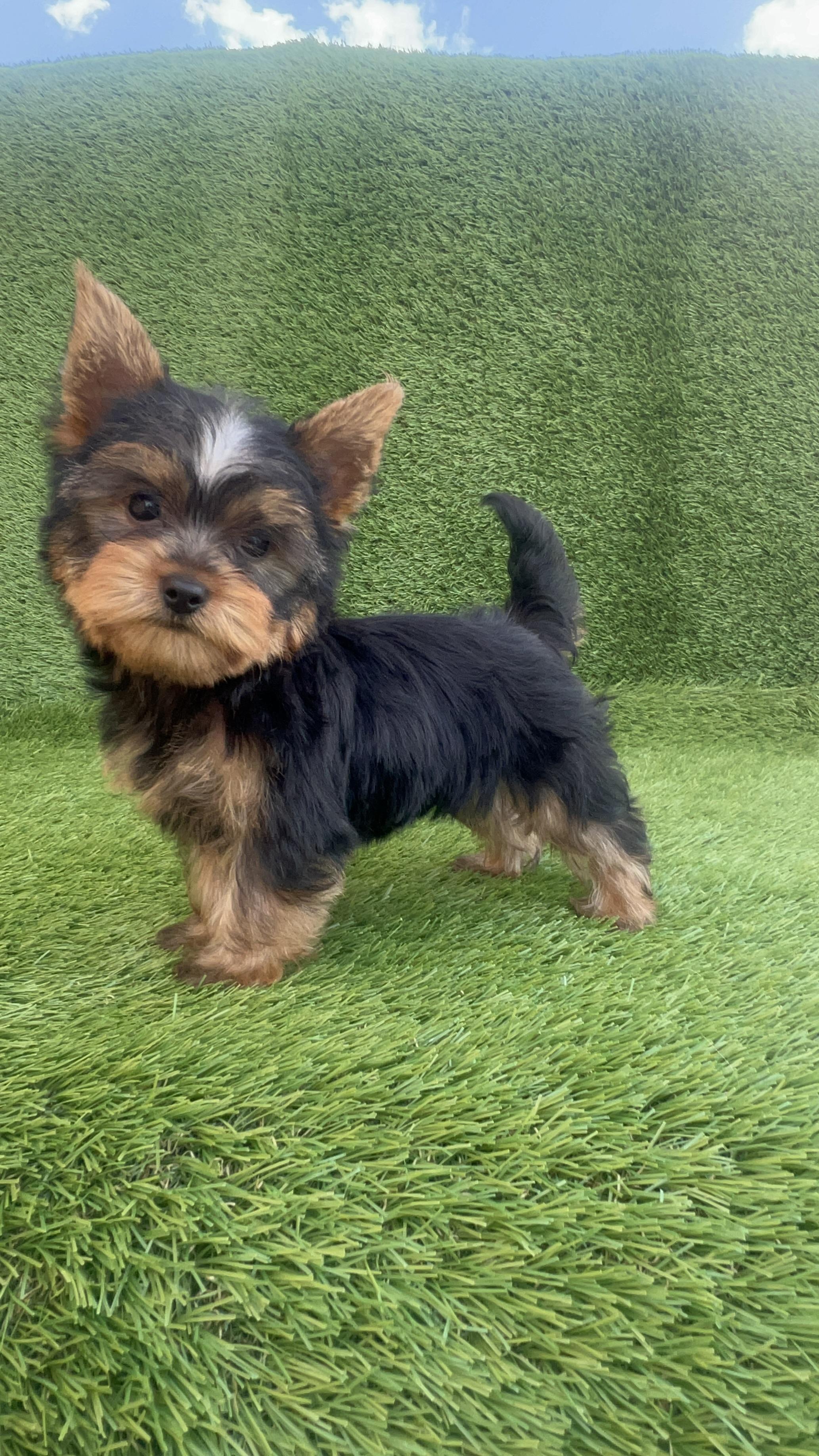 YORKIE TERRIER  Foto 7267035-4.jpg