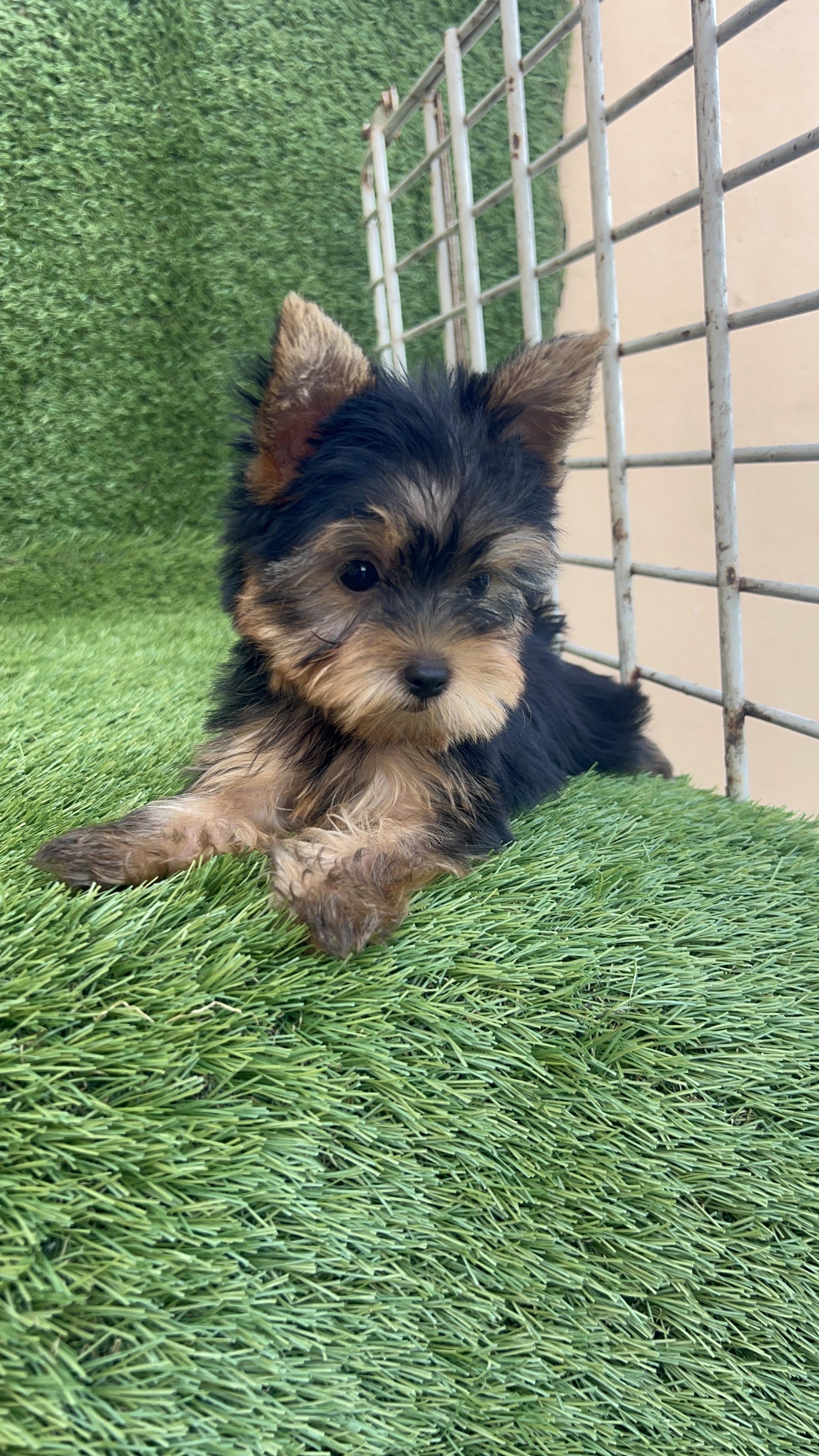 YORKIE TERRIER  Foto 7267035-5.jpg