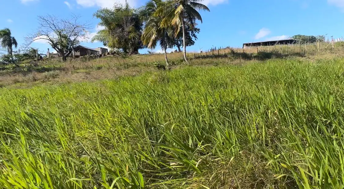 Vendo-Rentó finca totalmente Ganadera de 200 o 429 tareas en Copey de  Foto 7267051-11.jpg