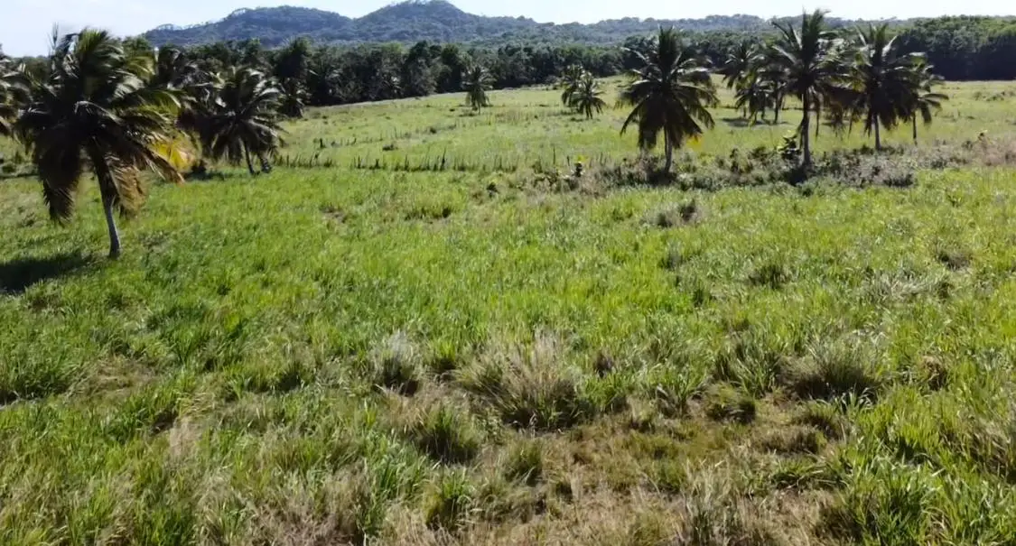 Vendo-Rentó finca totalmente Ganadera de 200 o 429 tareas en Copey de  Foto 7267051-4.jpg