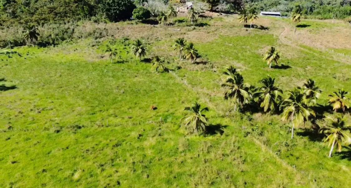 Vendo-Rentó finca totalmente Ganadera de 200 o 429 tareas en Copey de  Foto 7267051-5.jpg