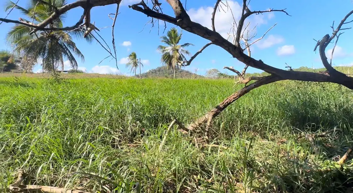 Vendo-Rentó finca totalmente Ganadera de 200 o 429 tareas en Copey de  Foto 7267051-9.jpg