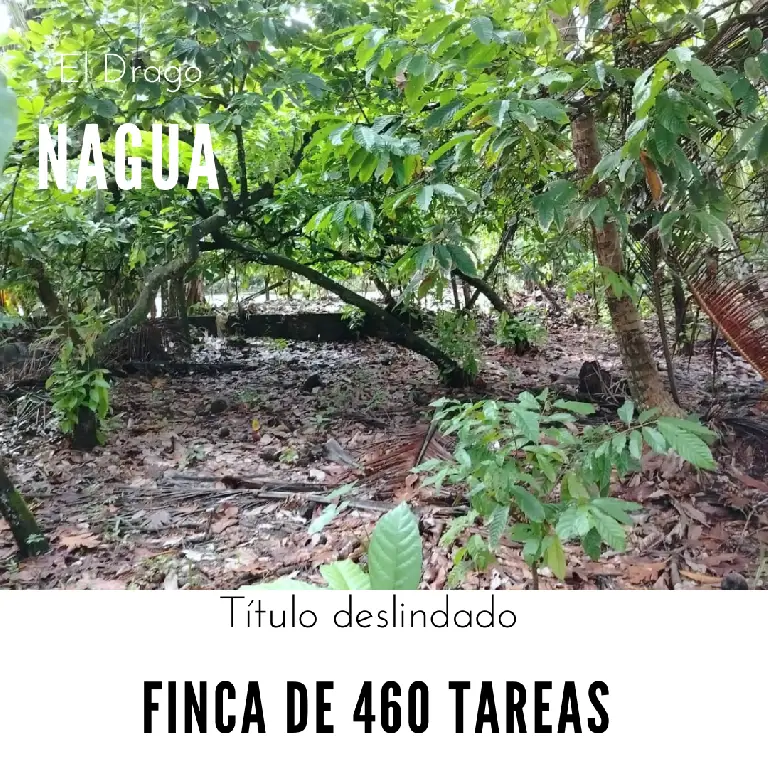 Finca de 460 tareas Sembradas de Cacao y Cocó entre ellas plátanos y g Foto 7267153-1.jpg