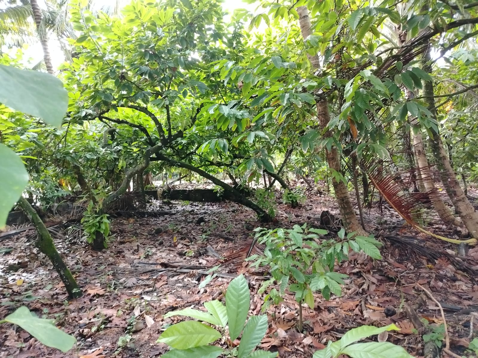 Finca de 460 tareas Sembradas de Cacao y Cocó entre ellas plátanos y g Foto 7267153-2.jpg