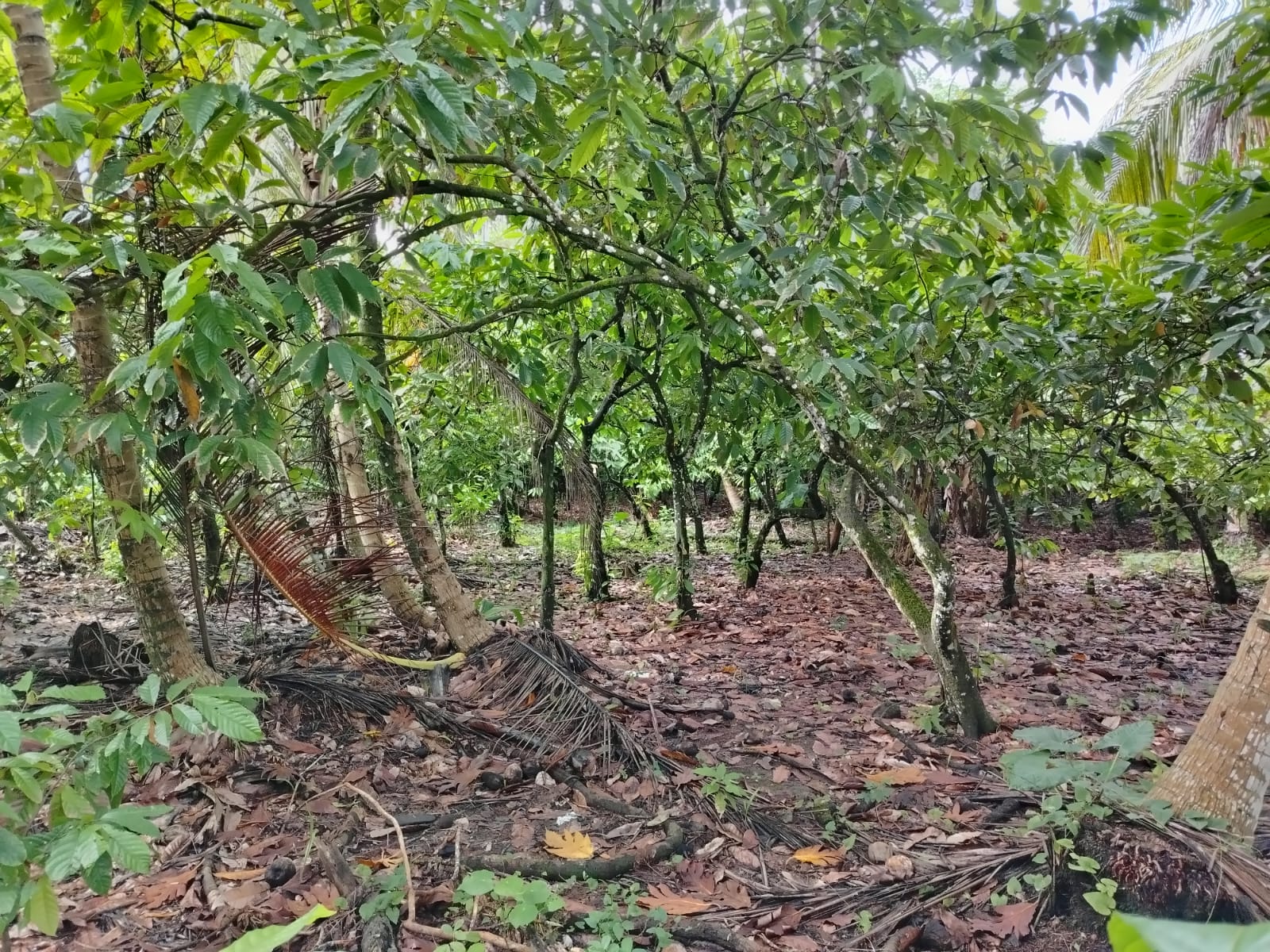 Finca de 460 tareas Sembradas de Cacao y Cocó entre ellas plátanos y g Foto 7267153-3.jpg