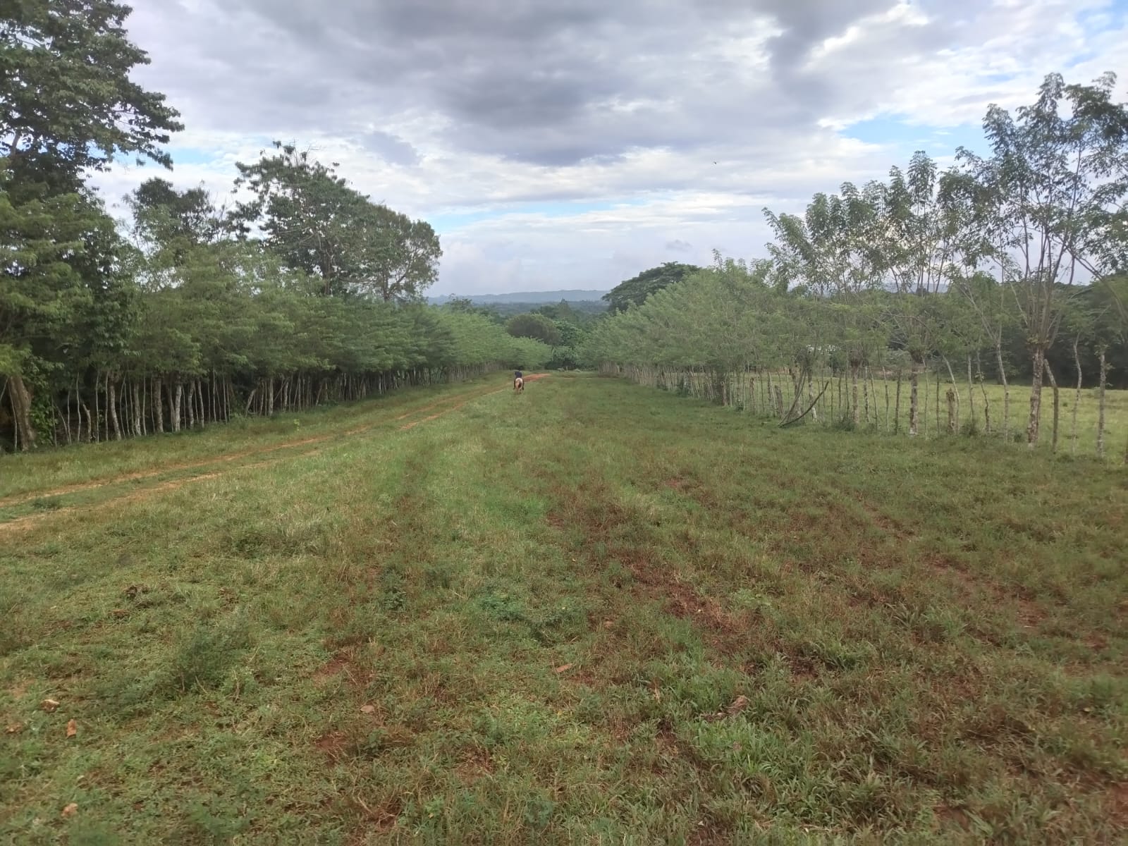 Finca de 4500 tareas Ganaderas con más de 700 tareas sembradas de Plát Foto 7267155-11.jpg
