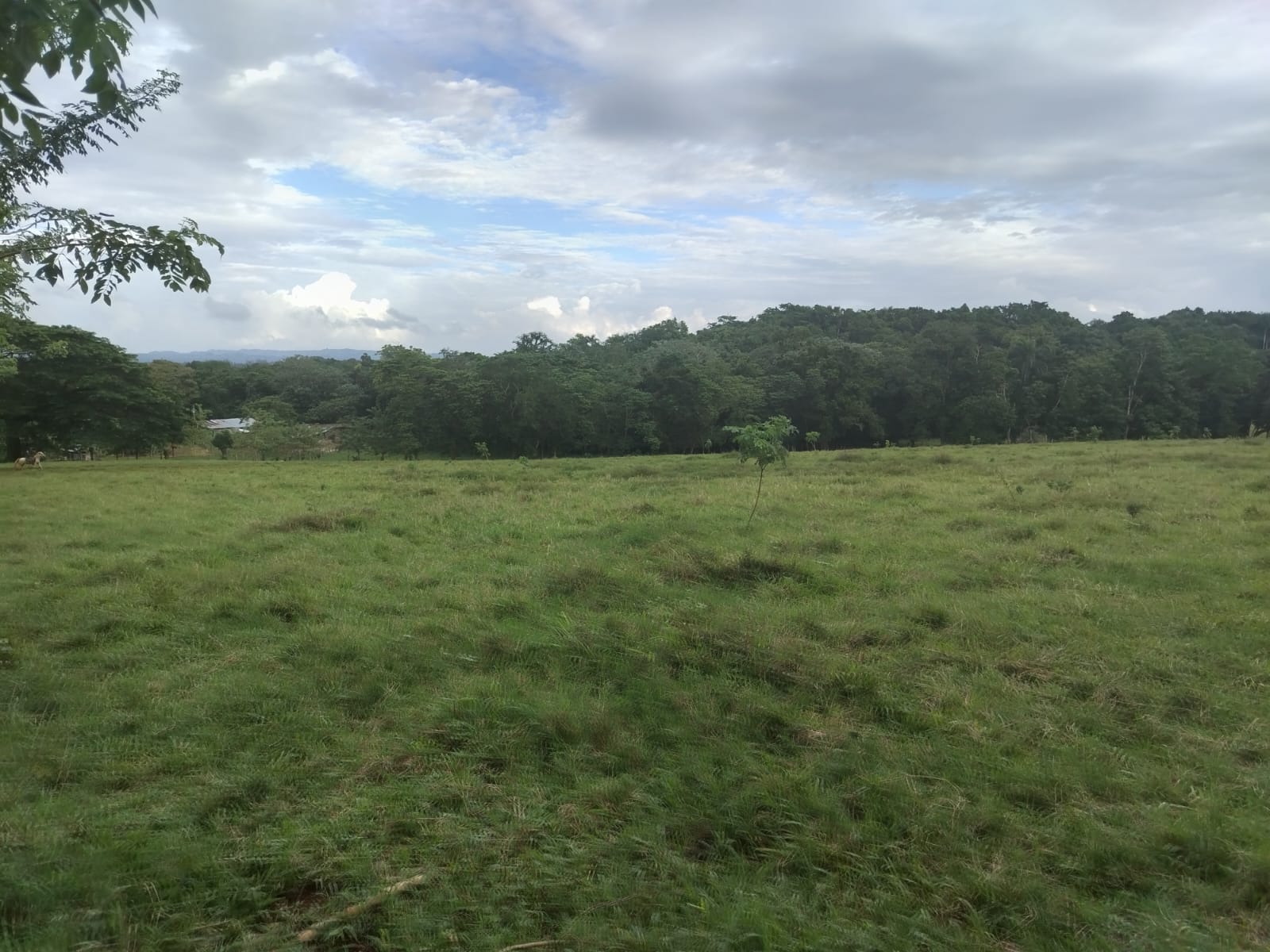 Finca de 4500 tareas Ganaderas con más de 700 tareas sembradas de Plát Foto 7267155-12.jpg
