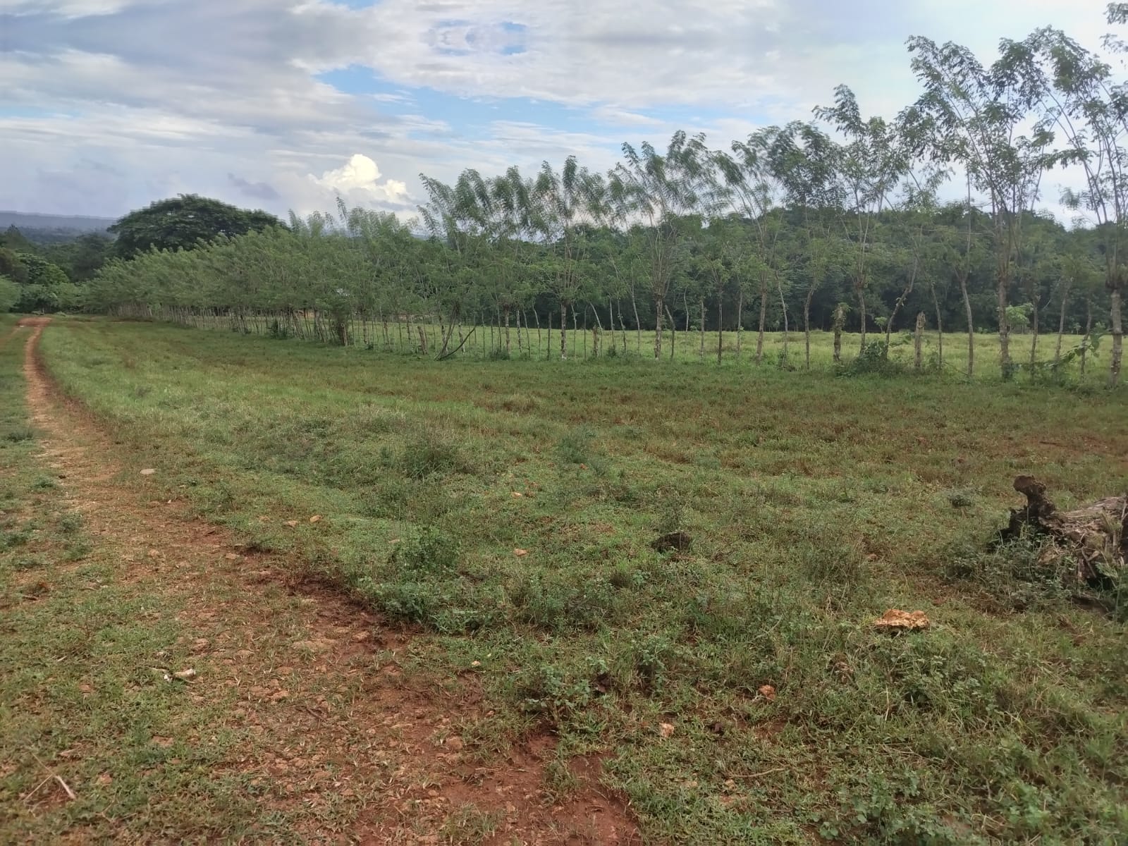 Finca de 4500 tareas Ganaderas con más de 700 tareas sembradas de Plát Foto 7267155-13.jpg