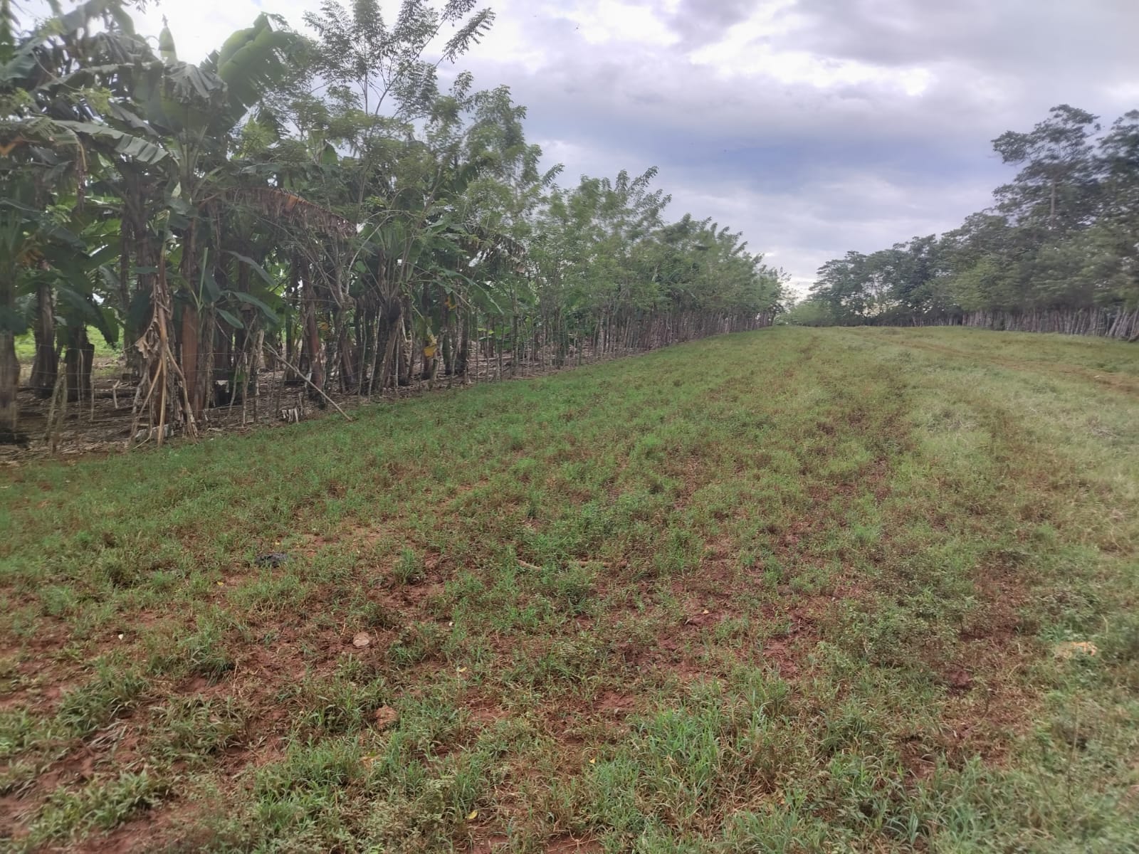Finca de 4500 tareas Ganaderas con más de 700 tareas sembradas de Plát Foto 7267155-14.jpg