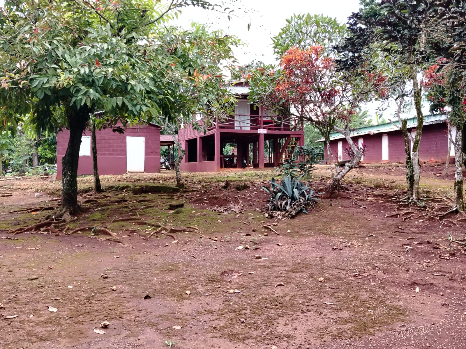 Finca de 4500 tareas Ganaderas con más de 700 tareas sembradas de Plát Foto 7267155-3.jpg