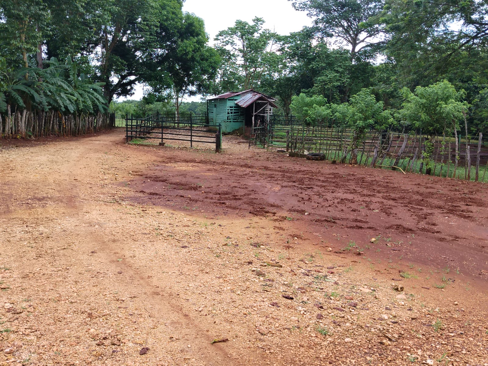 Finca de 4500 tareas Ganaderas con más de 700 tareas sembradas de Plát Foto 7267155-4.jpg