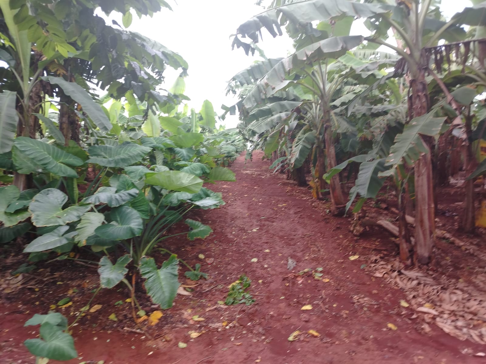Finca de 4500 tareas Ganaderas con más de 700 tareas sembradas de Plát Foto 7267155-7.jpg