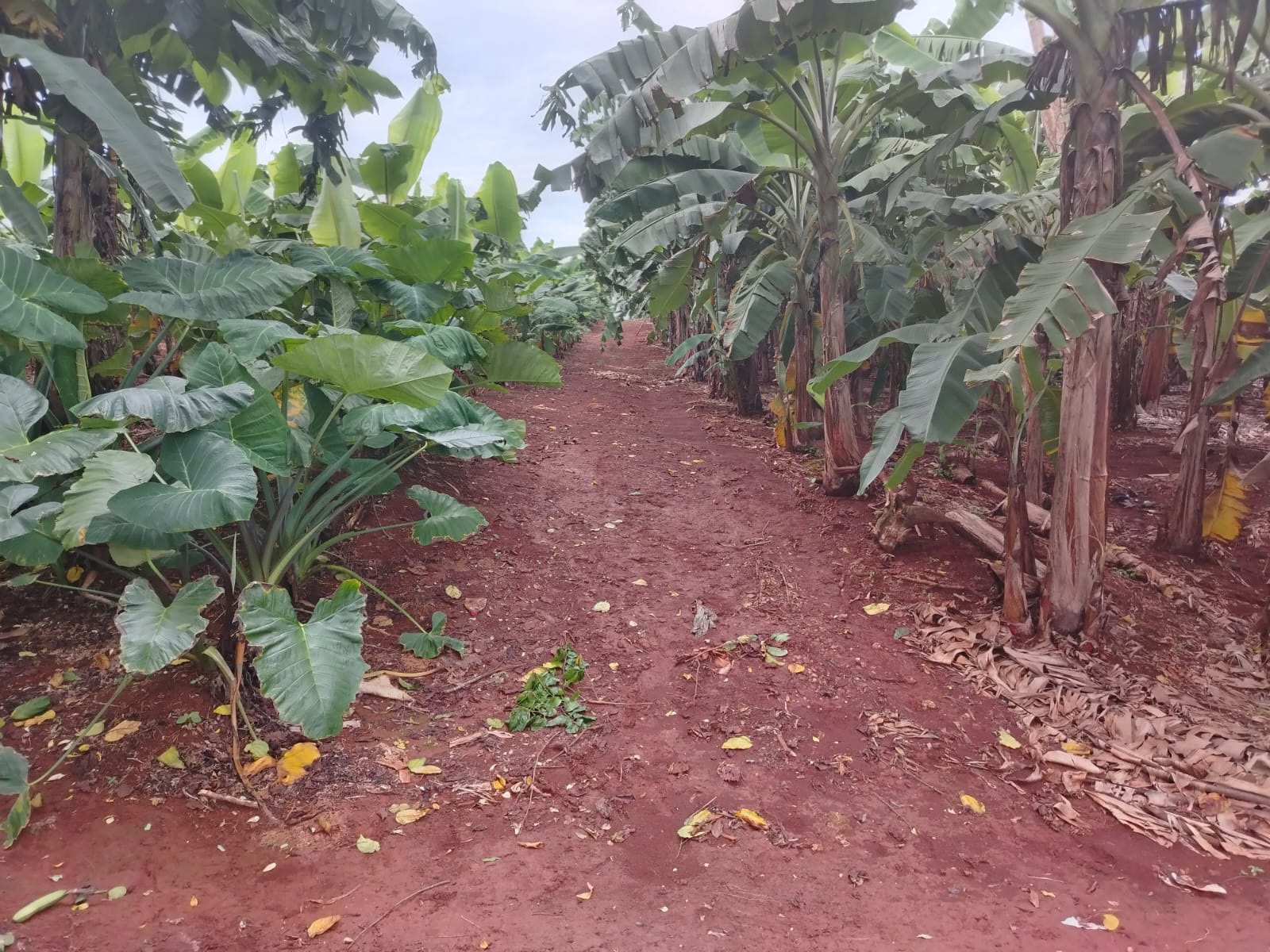 Finca de 4500 tareas Ganaderas con más de 700 tareas sembradas de Plát Foto 7267155-8.jpg