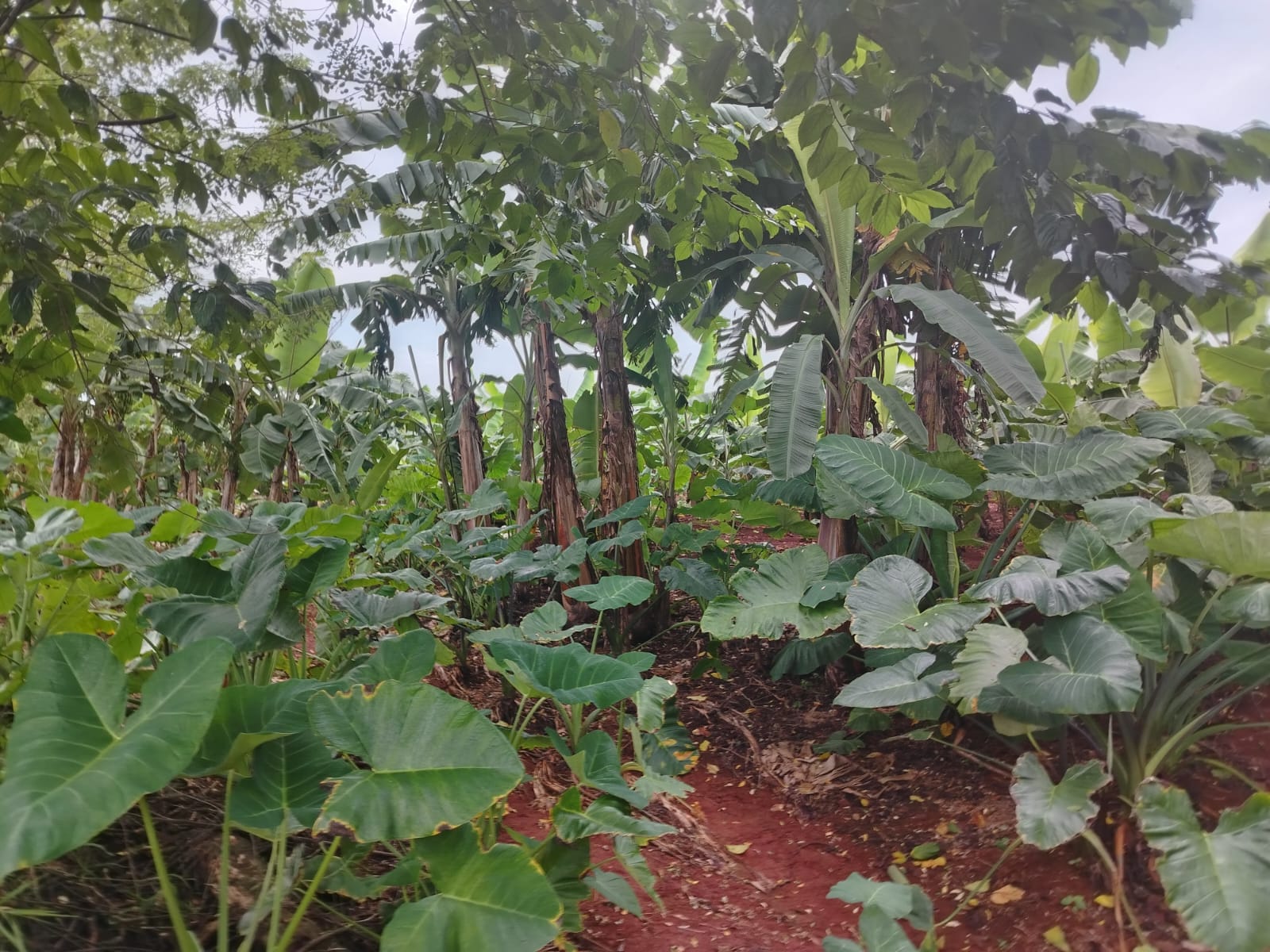 Finca de 4500 tareas Ganaderas con más de 700 tareas sembradas de Plát Foto 7267155-9.jpg