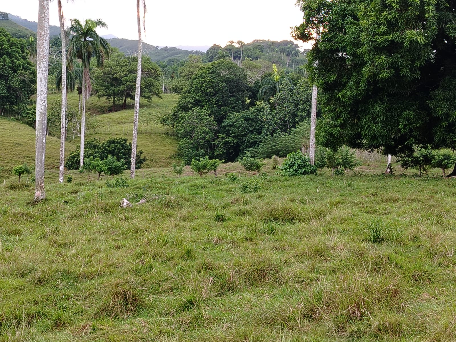 Finca de 6800 tareas con vocación Agrícola y Ganadera en Río San Juan  Foto 7267157-4.jpg