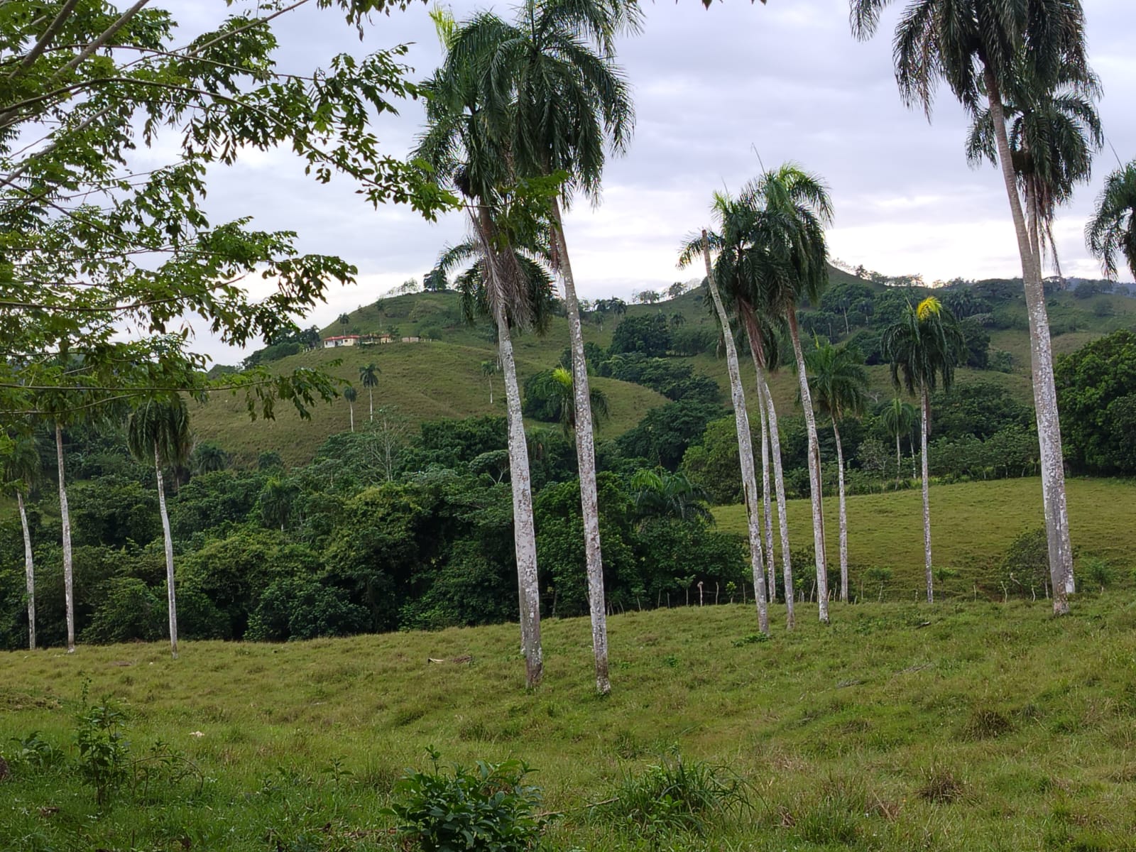 Finca de 6800 tareas con vocación Agrícola y Ganadera en Río San Juan  Foto 7267157-5.jpg