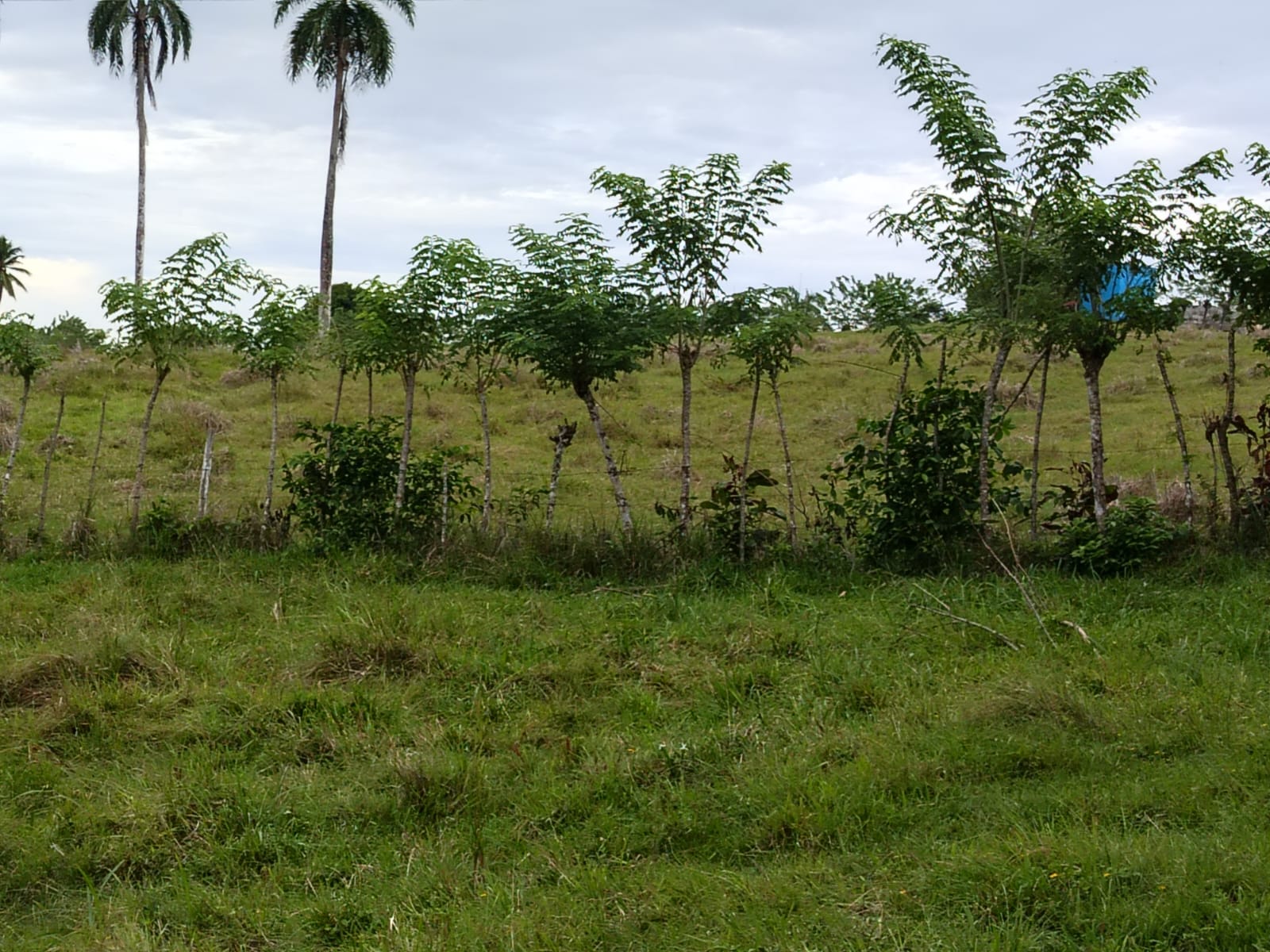 Finca de 6800 tareas con vocación Agrícola y Ganadera en Río San Juan  Foto 7267157-6.jpg