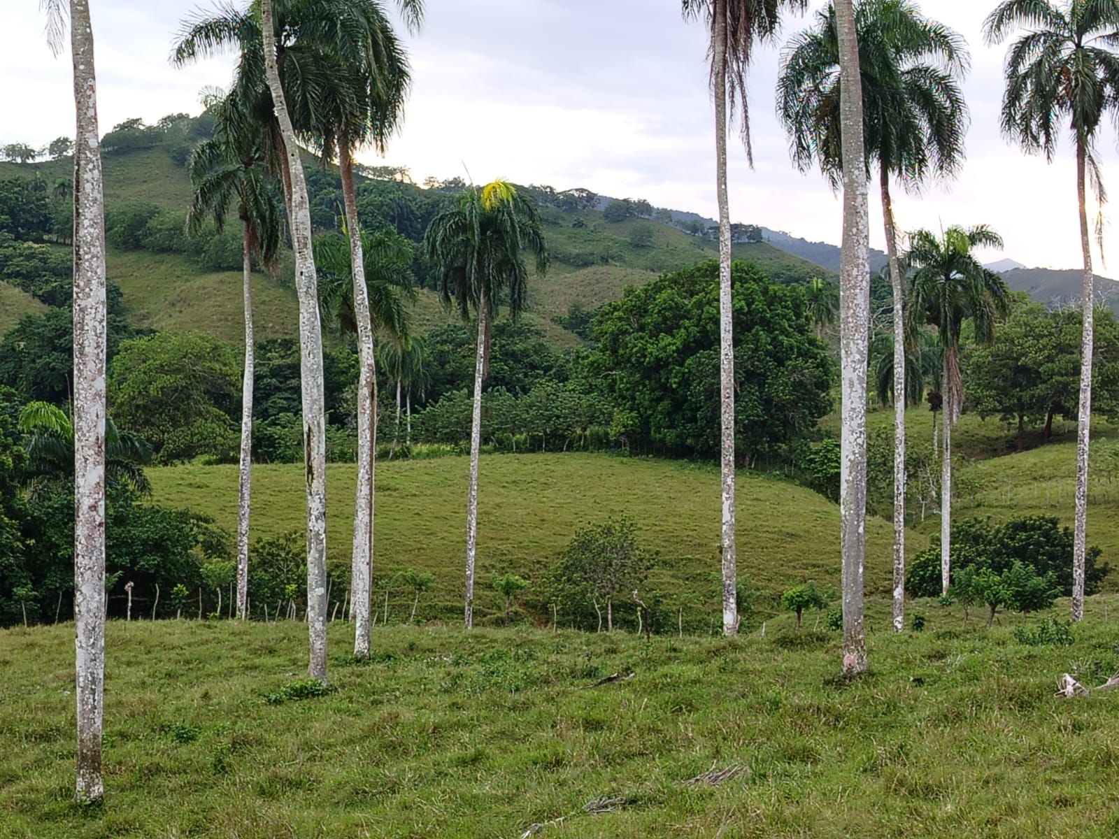 Finca de 6800 tareas con vocación Agrícola y Ganadera en Río San Juan  Foto 7267157-7.jpg