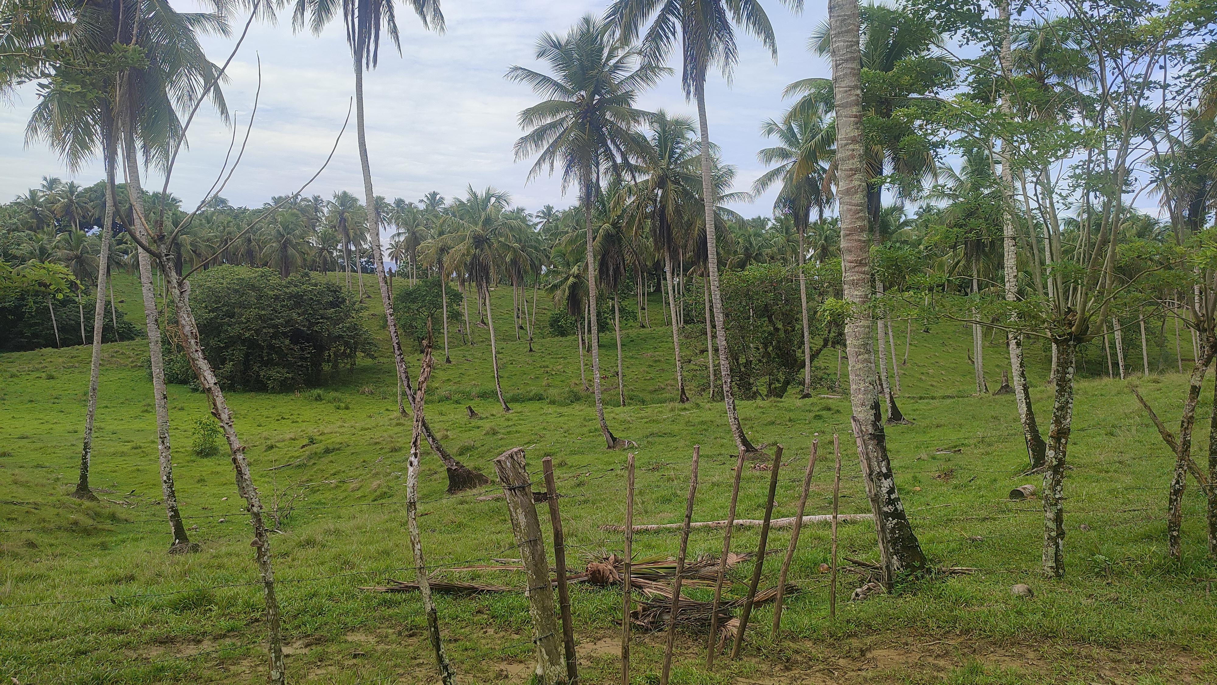 Finca de 3500 tareas ganaderas y sembrada de Cocó en Nagua   Foto 7267167-10.jpg