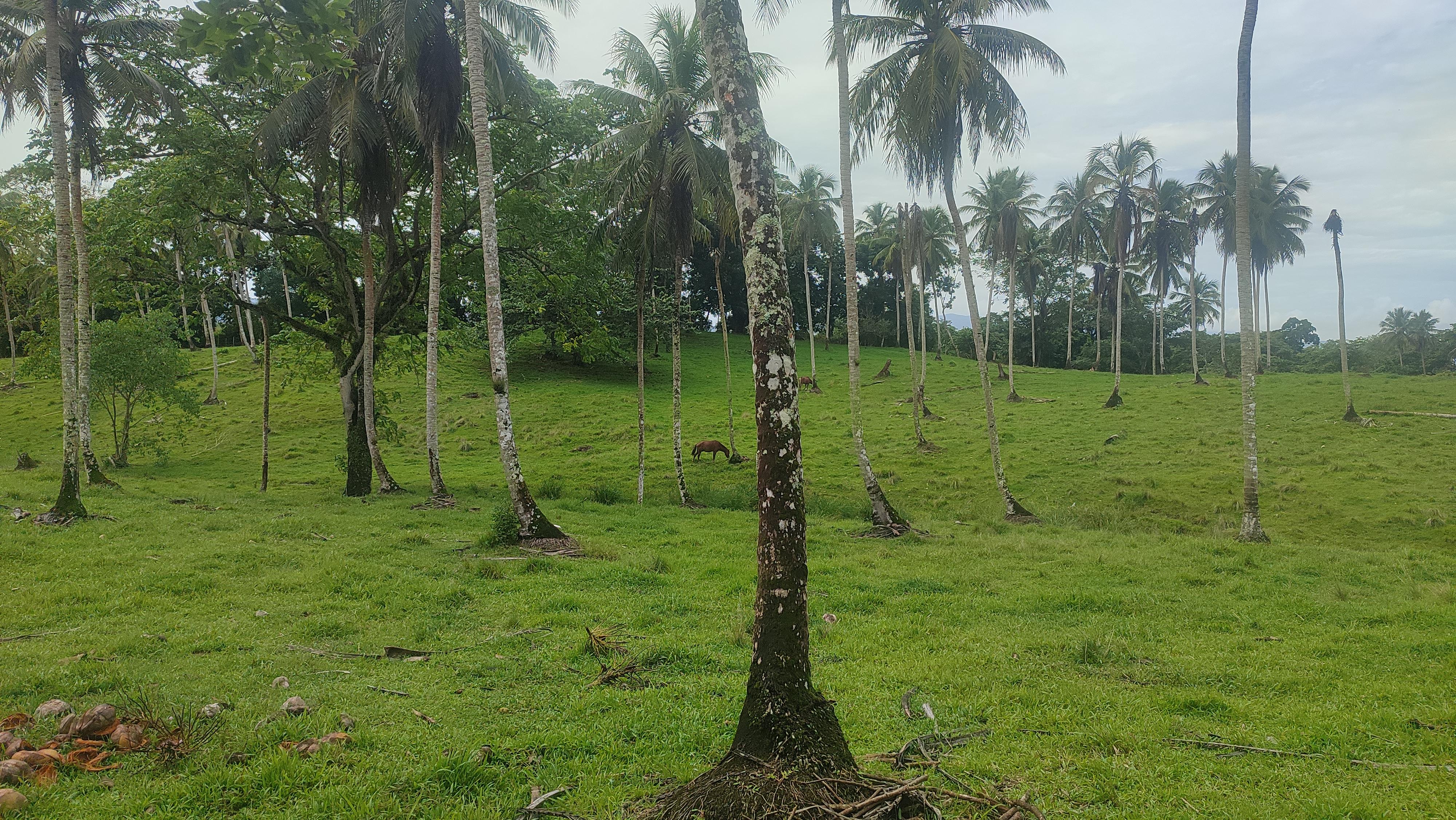 Finca de 3500 tareas ganaderas y sembrada de Cocó en Nagua   Foto 7267167-11.jpg