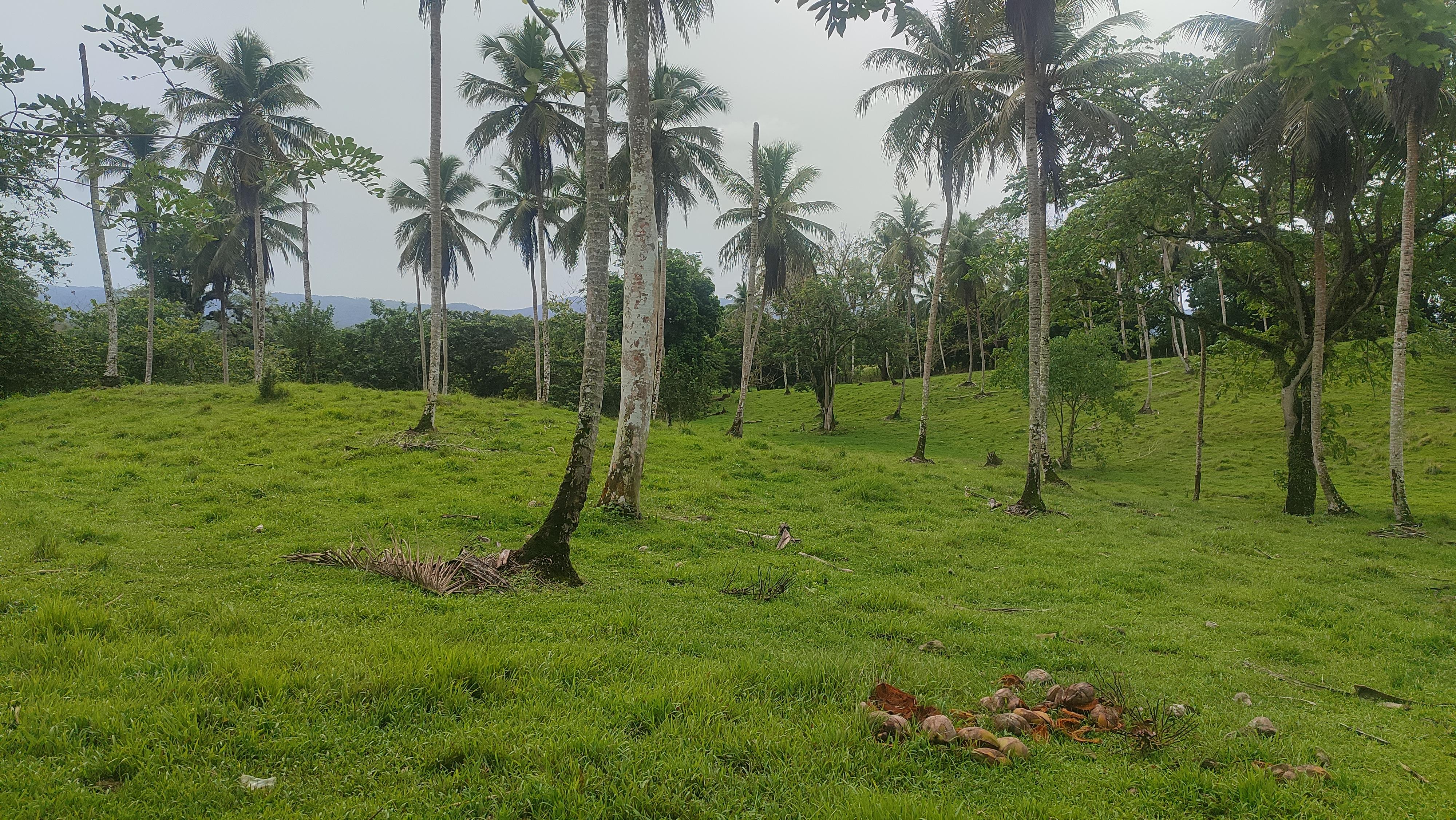 Finca de 3500 tareas ganaderas y sembrada de Cocó en Nagua   Foto 7267167-13.jpg