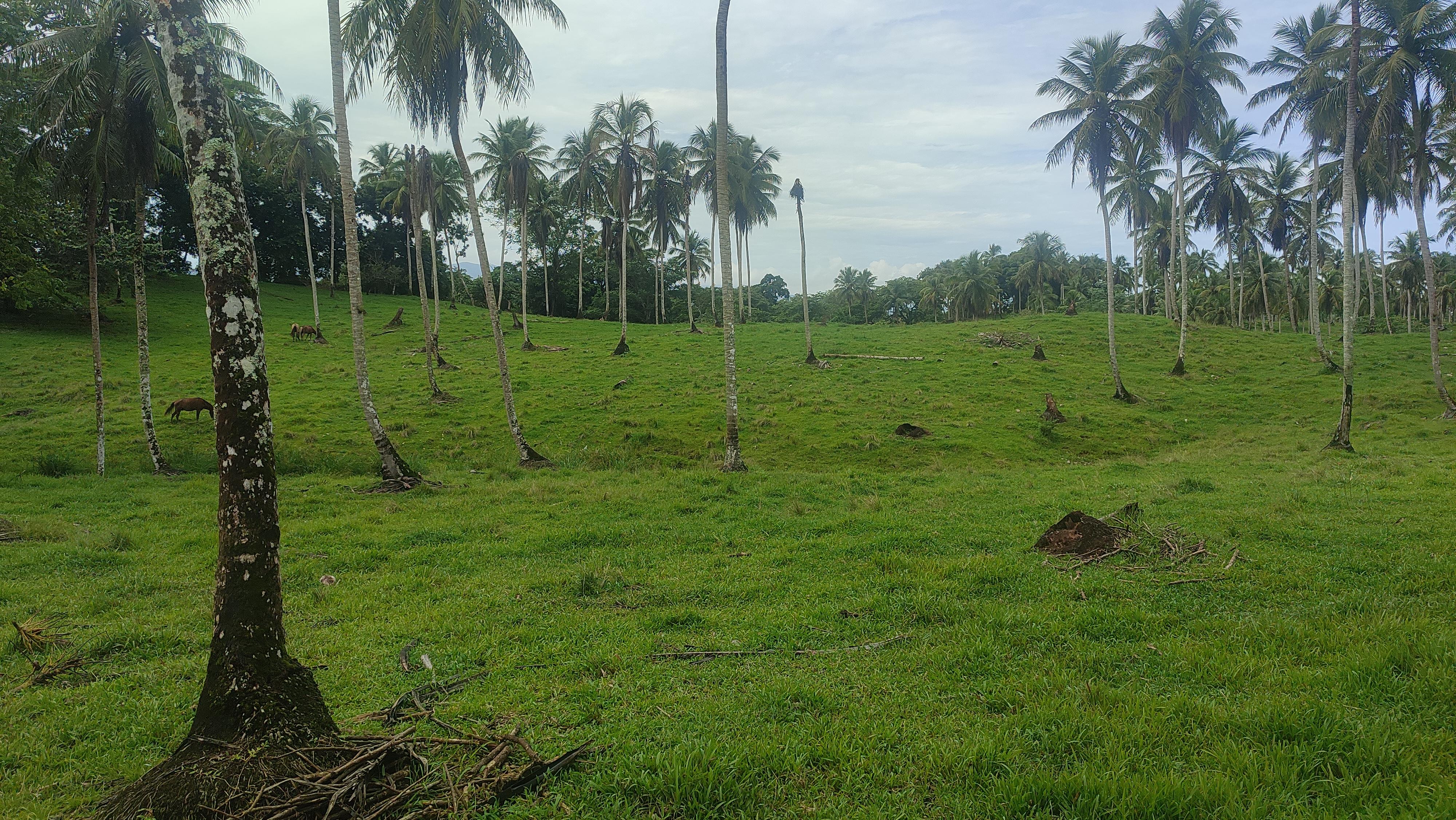 Finca de 3500 tareas ganaderas y sembrada de Cocó en Nagua   Foto 7267167-14.jpg