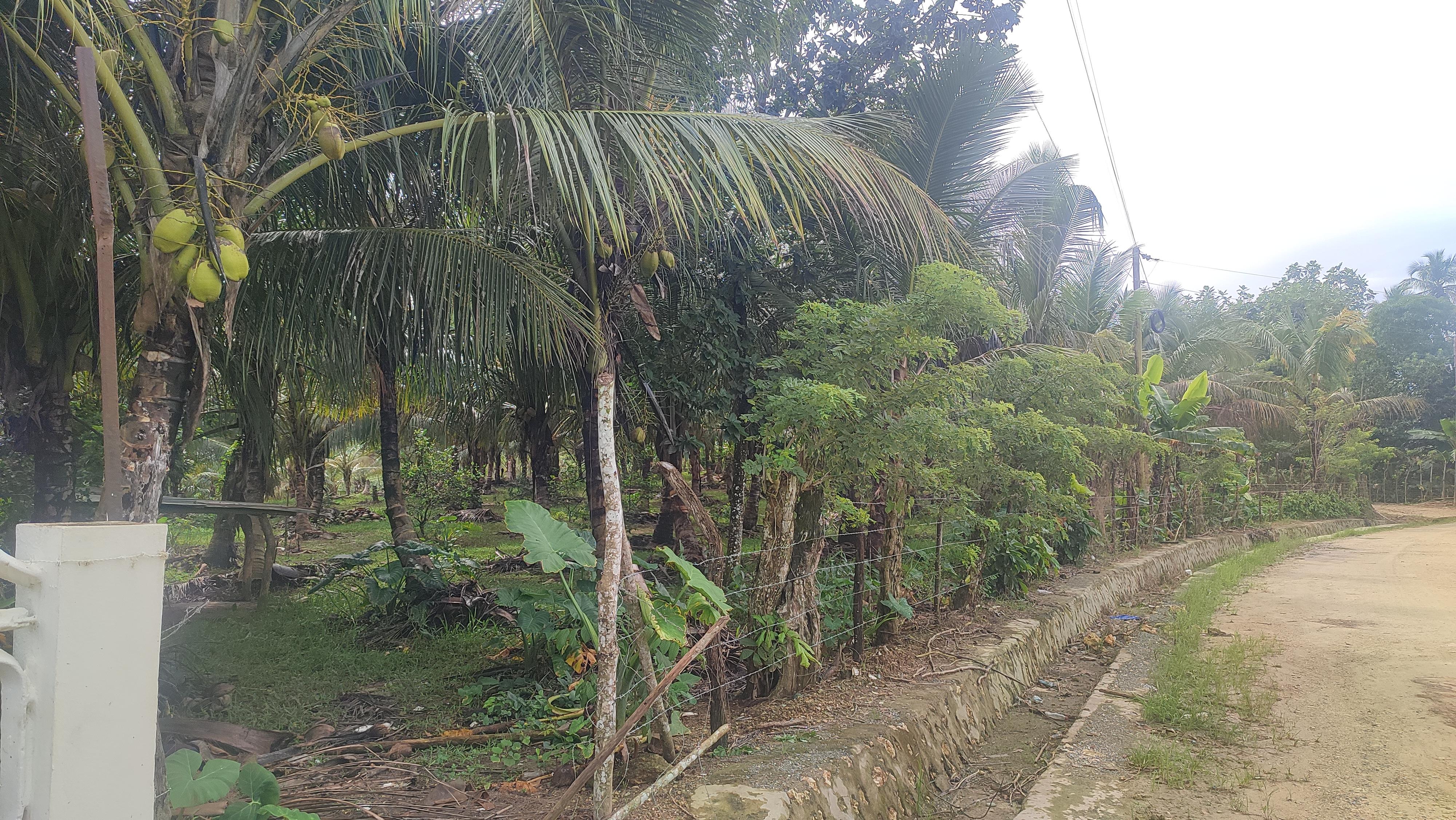 Finca de 3500 tareas ganaderas y sembrada de Cocó en Nagua   Foto 7267167-8.jpg