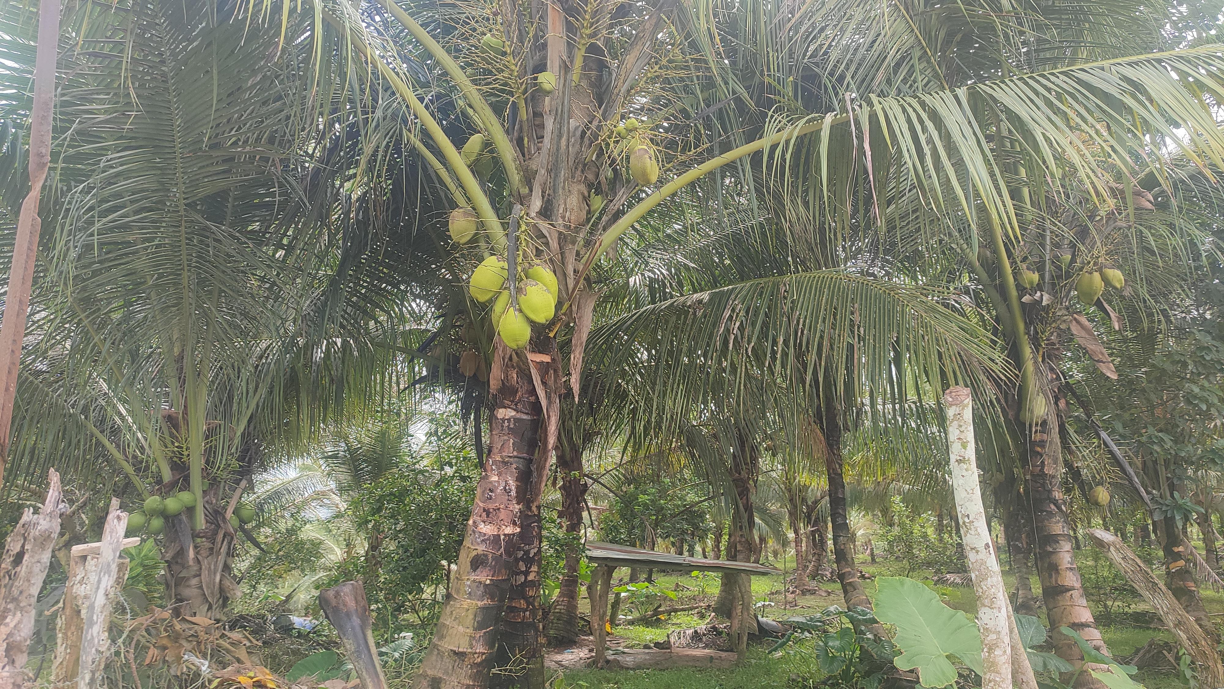 Finca de 3500 tareas ganaderas y sembrada de Cocó en Nagua   Foto 7267167-9.jpg