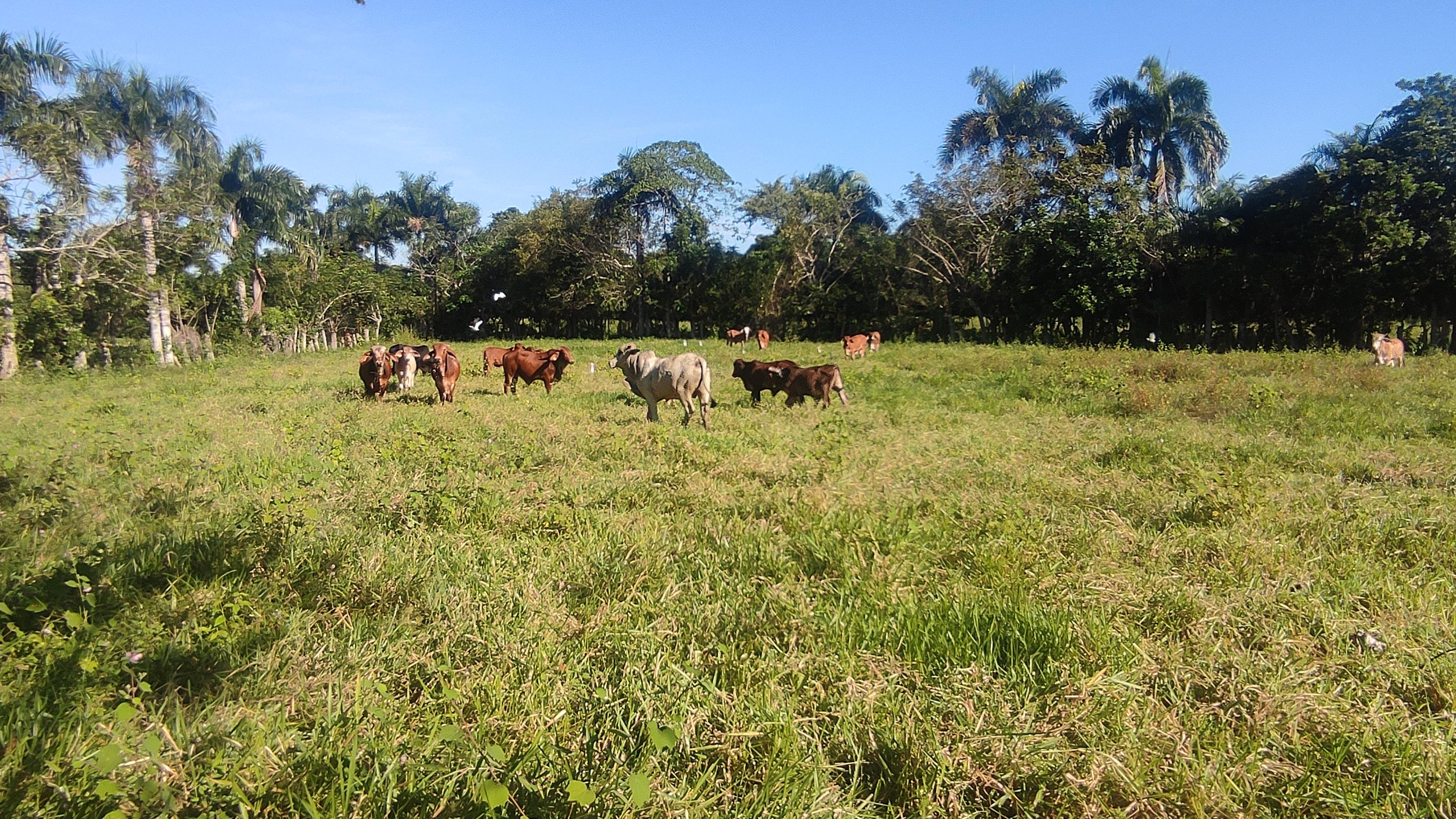 Finca de 1190 tareas ganaderas y agrícolas en Guerra  Foto 7267169-11.jpg