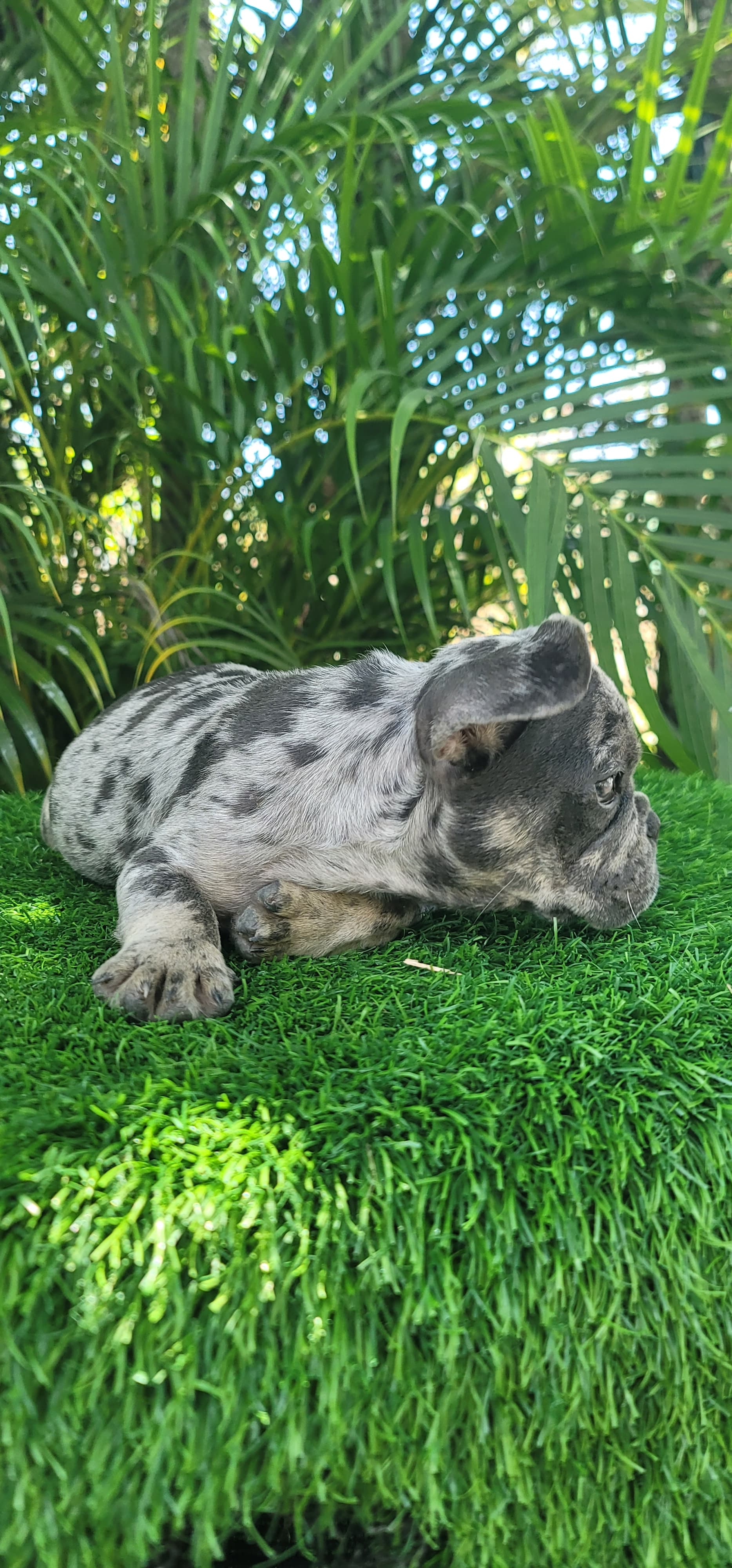 OFERTA CACHORRO BULLDOG FRANCES MACHO EN SANTO DOMINGO Y VACUNA AL DIA Foto 7267393-2.jpg