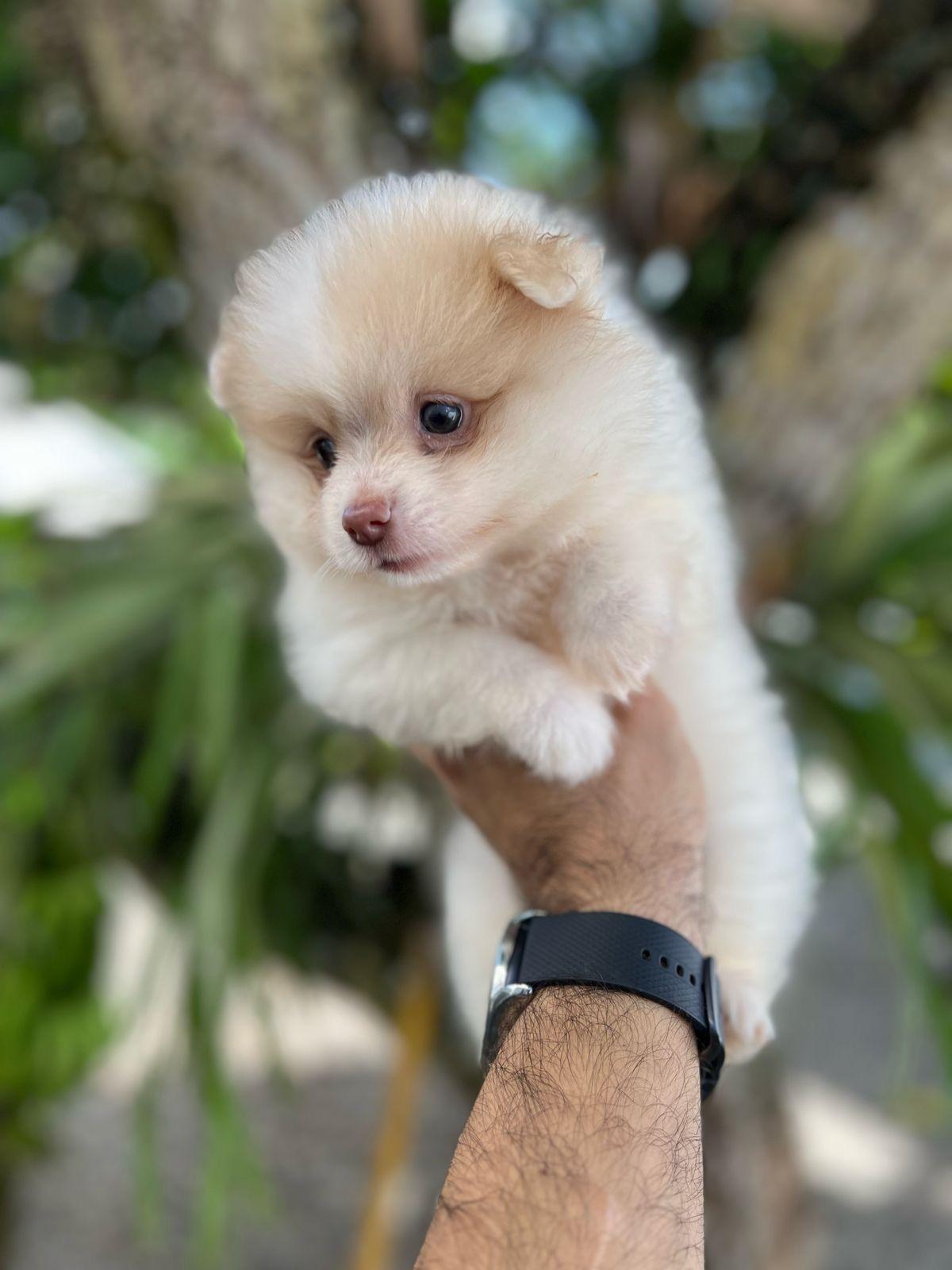 OFERTA CACHORRO POMERANIA MACHO EN SANTO DOMINGO CON SU VACUNAS AL DIA Foto 7267396-2.jpg