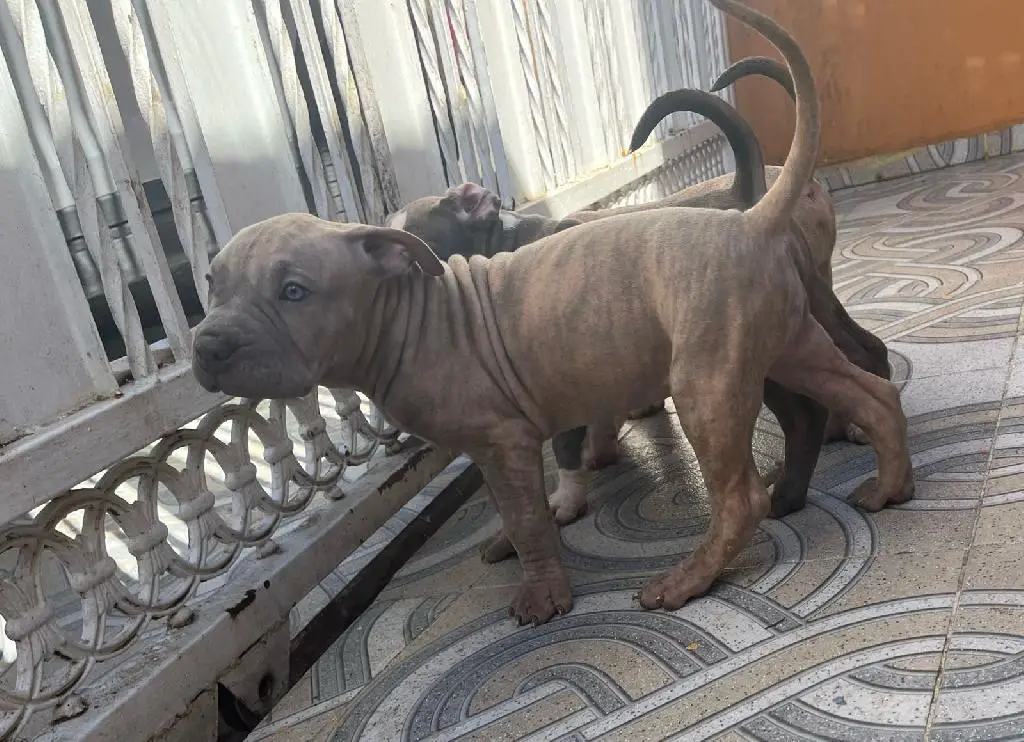 OFERTA CACHORRO PITBULL MACHO EN SANTO DOMINGO Y VACUNA AL DIA Foto 7267498-1.jpg