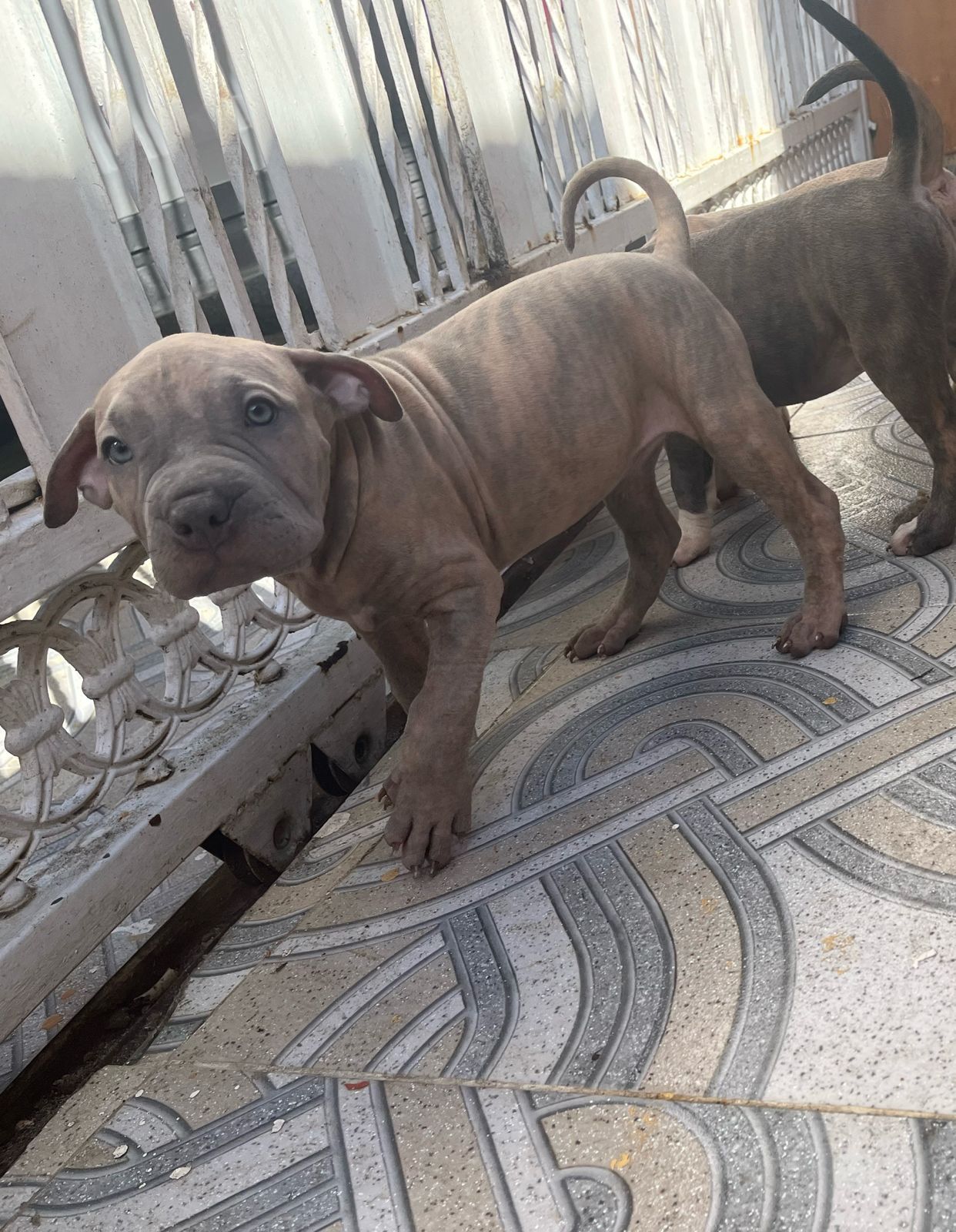 OFERTA CACHORRO PITBULL MACHO EN SANTO DOMINGO Y VACUNA AL DIA Foto 7267498-2.jpg