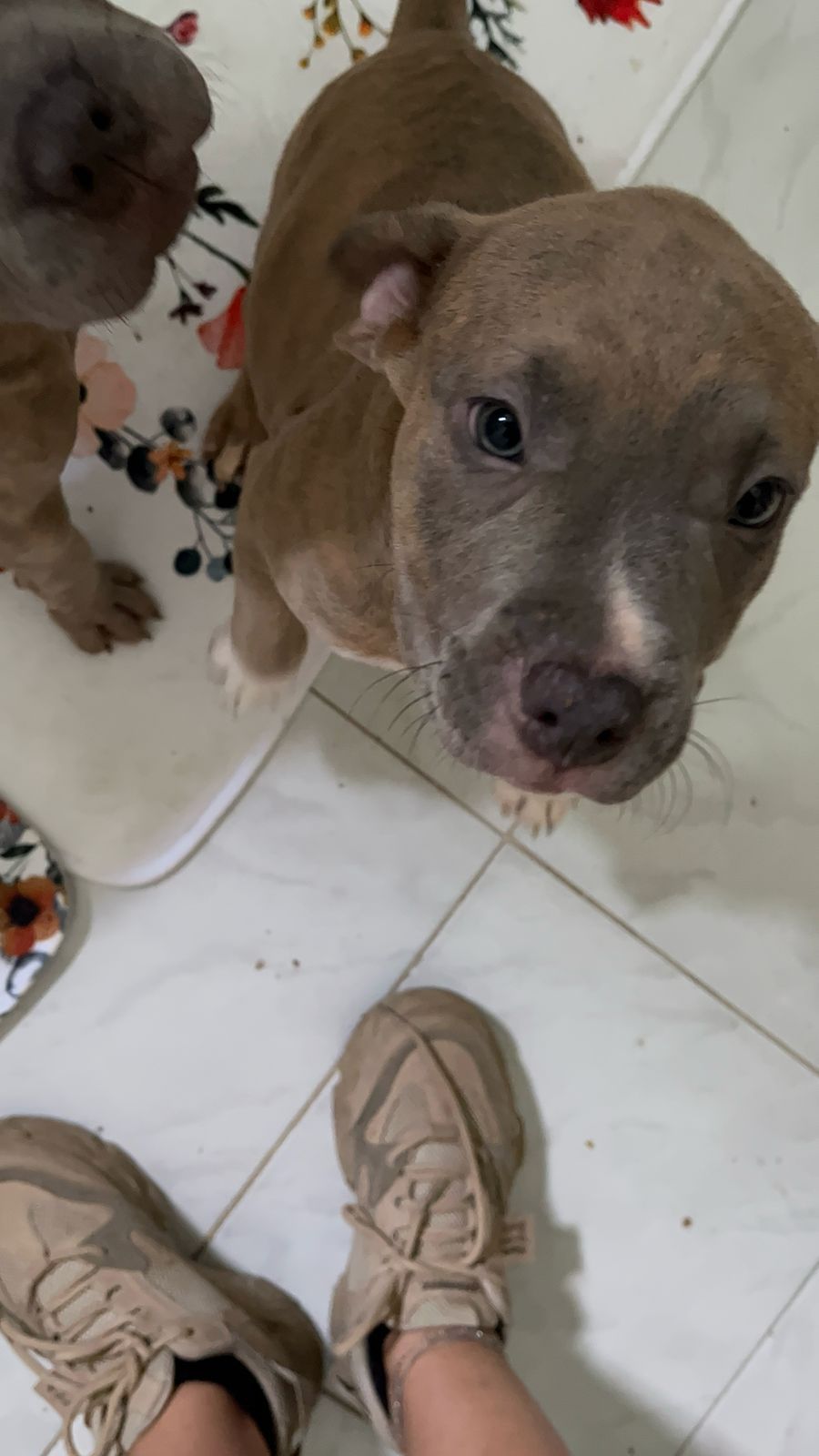 OFERTA CACHORRO PITBULL MACHO EN SANTO DOMINGO Y VACUNA AL DIA Foto 7267498-3.jpg