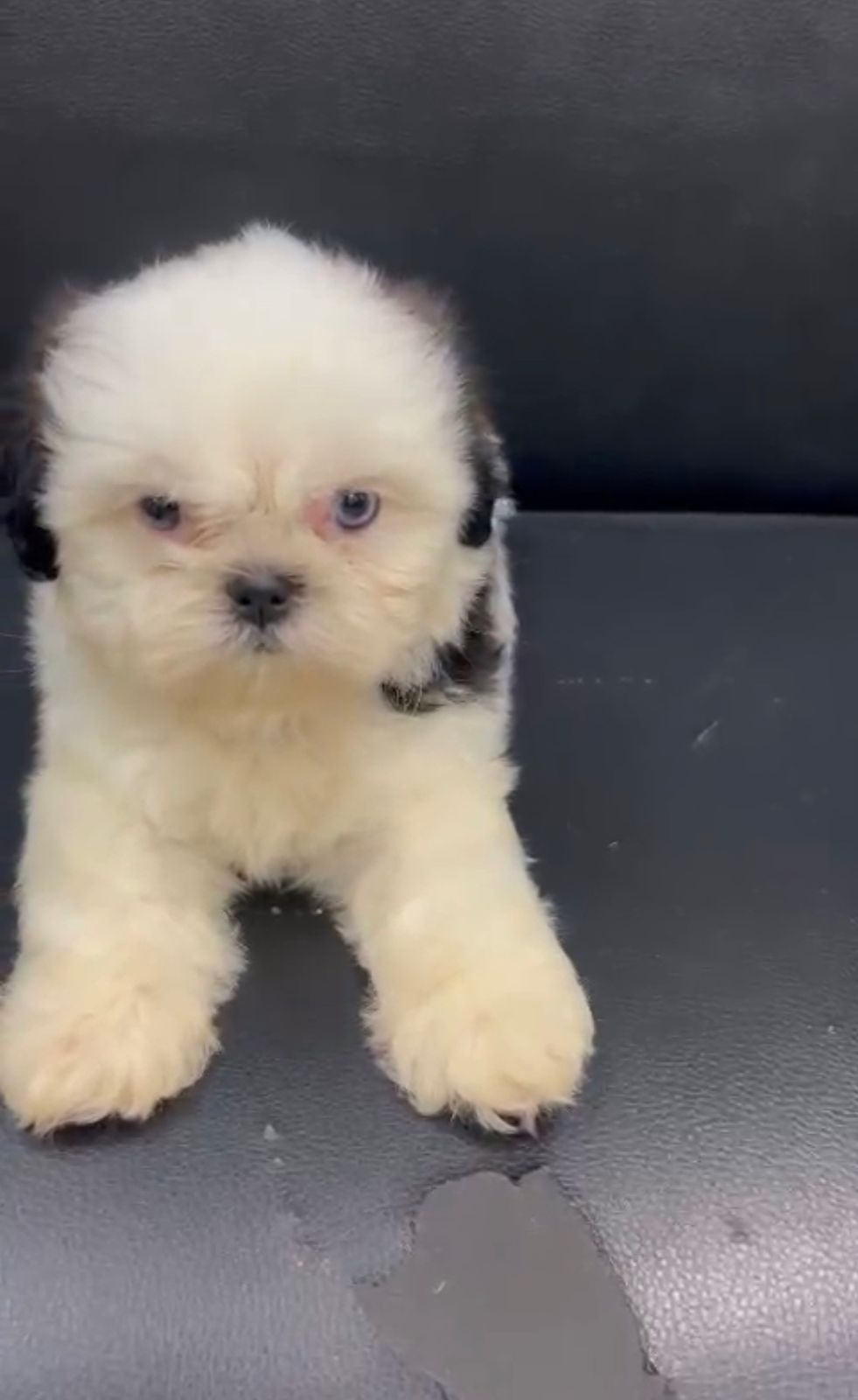OFERTA CACHORRO SHIH TZU MACHO EN SANTO DOMINGO Y VACUNA AL DIA  Foto 7267500-2.jpg
