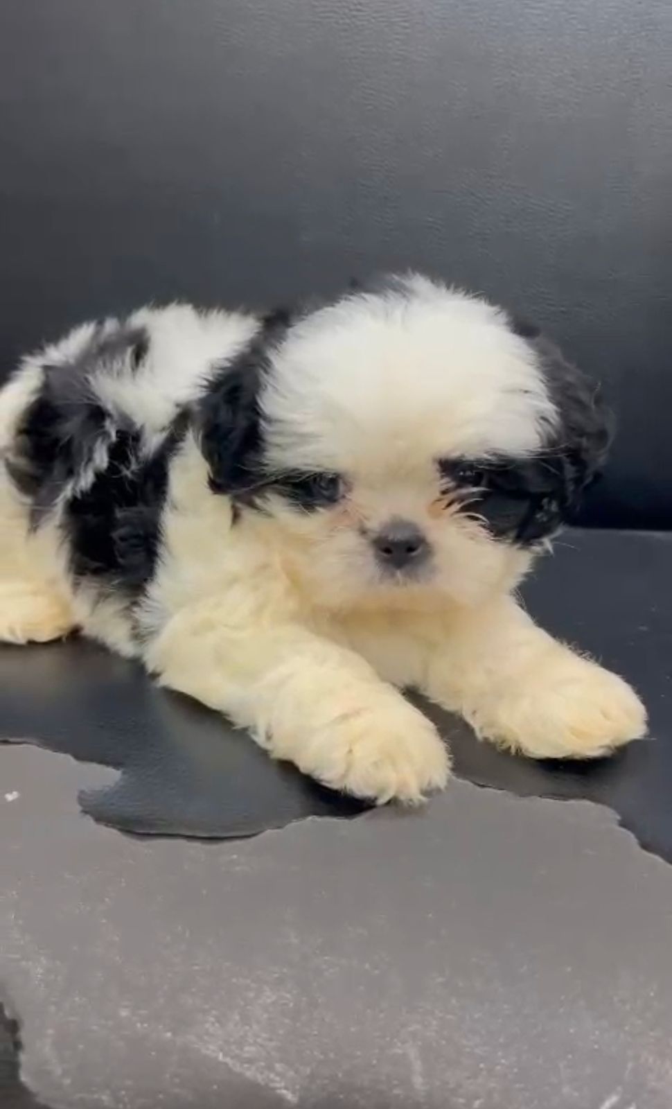 OFERTA CACHORRO SHIH TZU MACHO EN SANTO DOMINGO Y VACUNA AL DIA  Foto 7267500-3.jpg