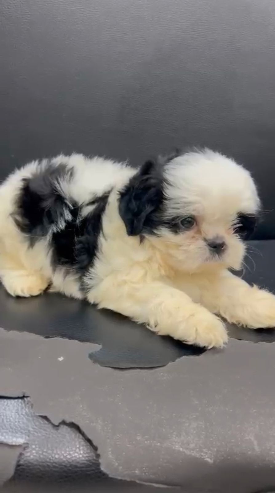 OFERTA CACHORRO SHIH TZU MACHO EN SANTO DOMINGO Y VACUNA AL DIA  Foto 7267500-4.jpg