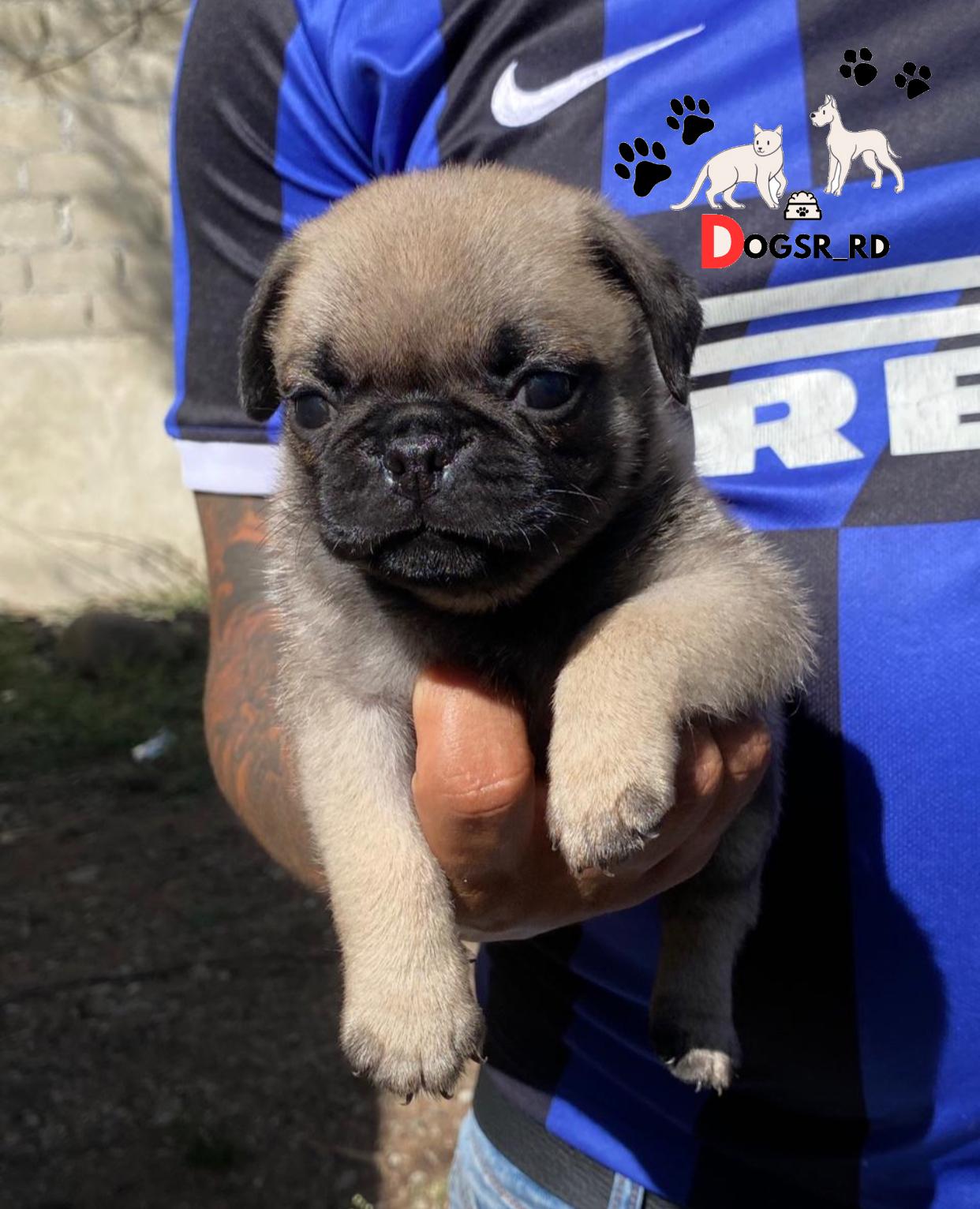 PUG Ambos Sexos  Foto 7268110-1.jpg