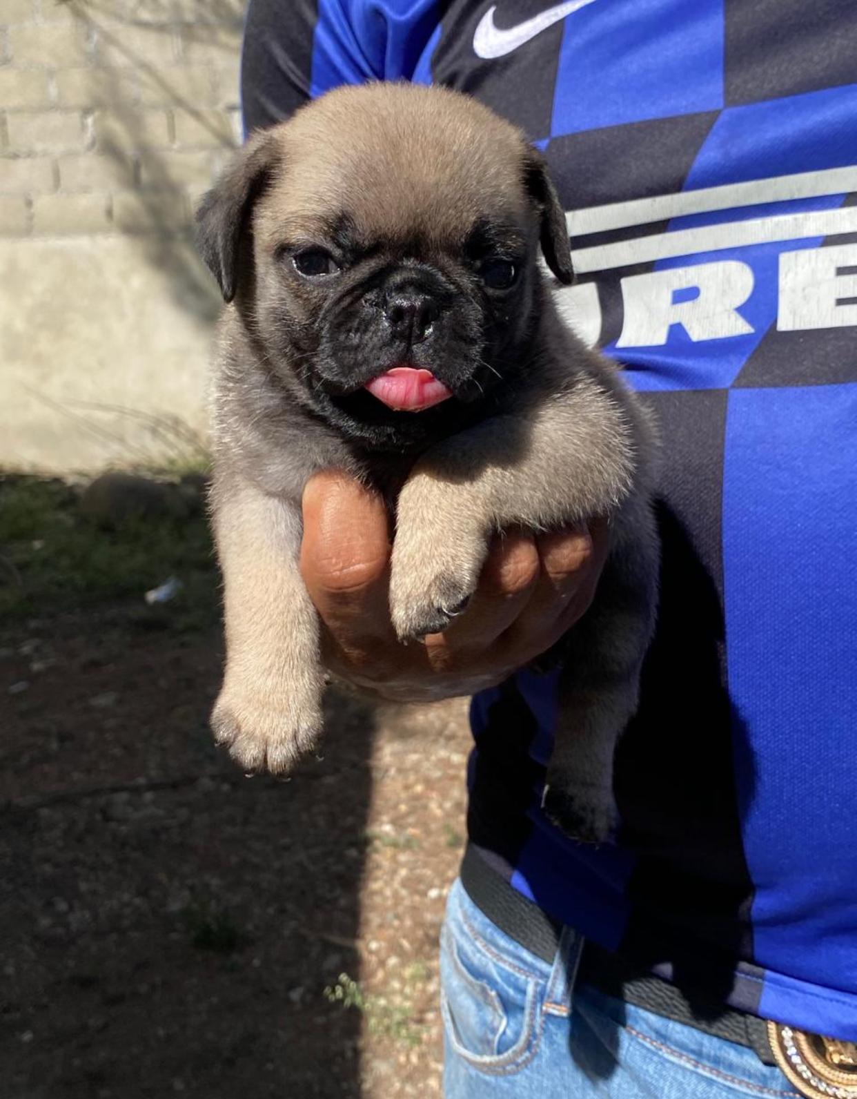 PUG Ambos Sexos  Foto 7268110-2.jpg