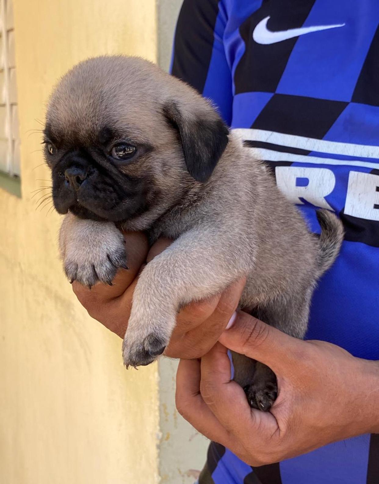 PUG Ambos Sexos  Foto 7268110-3.jpg