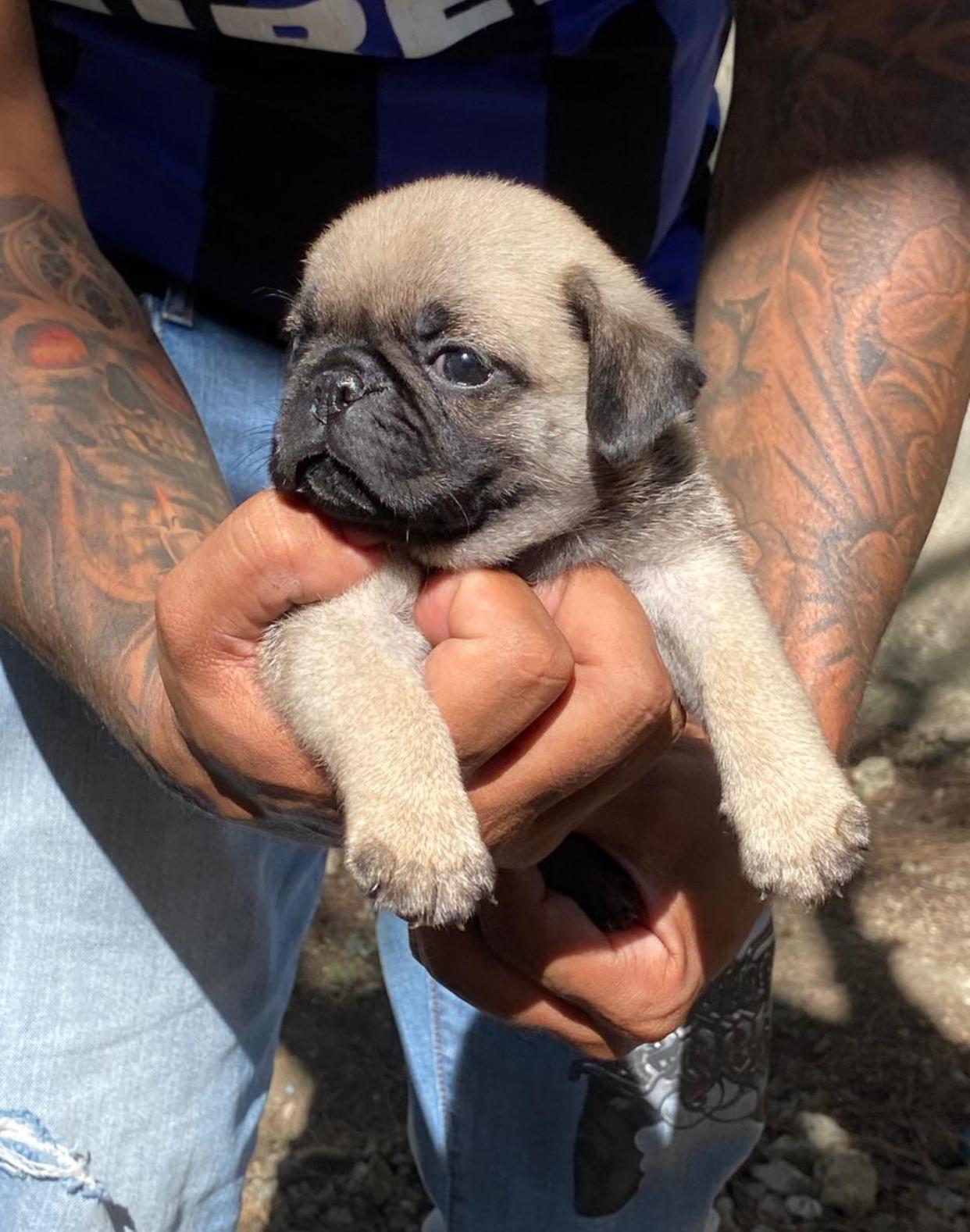 PUG Ambos Sexos  Foto 7268110-4.jpg