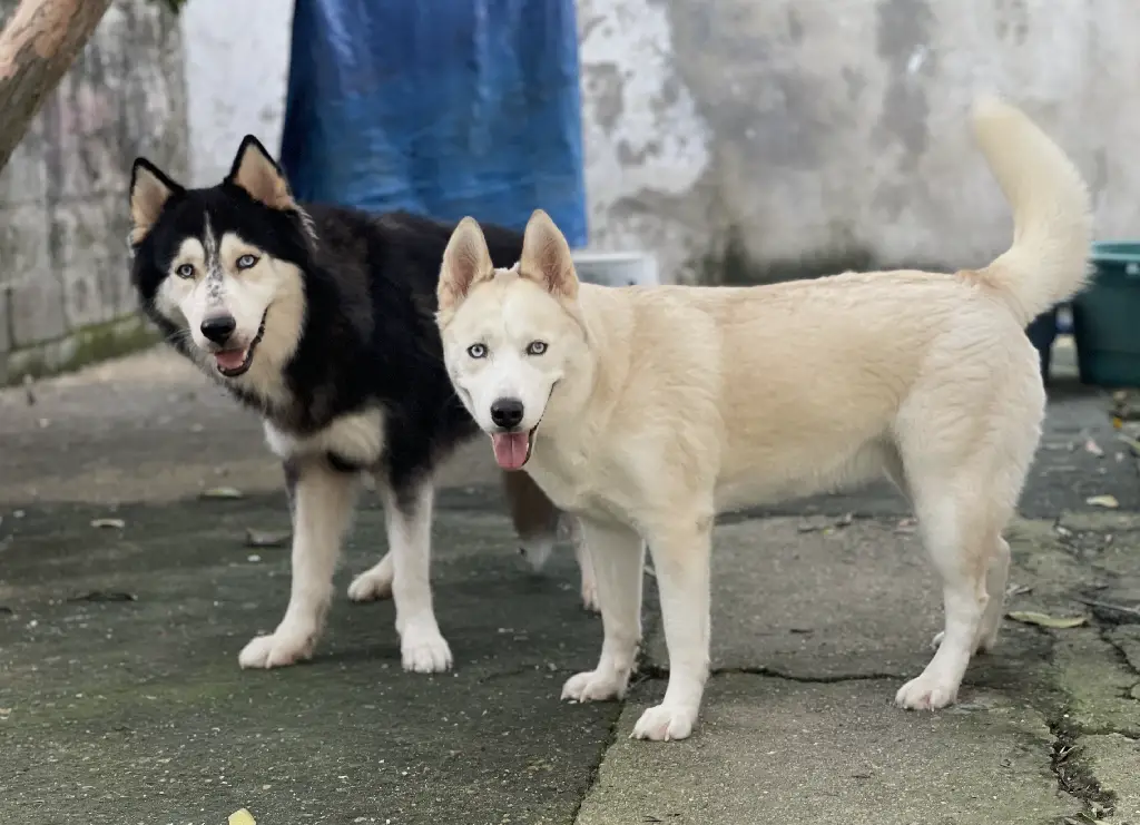 Hermosos cachorros Husky Siberiano y Alaskan Malamute en venta Foto 7268417-2.jpg