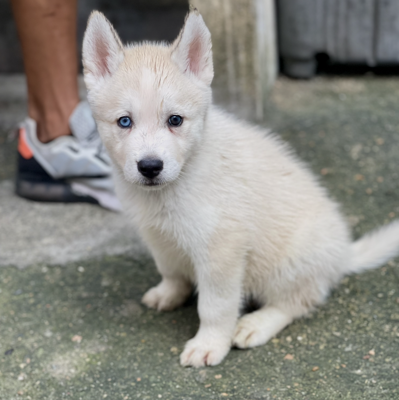 Hermosos cachorros Husky Siberiano y Alaskan Malamute en venta Foto 7268417-3.jpg