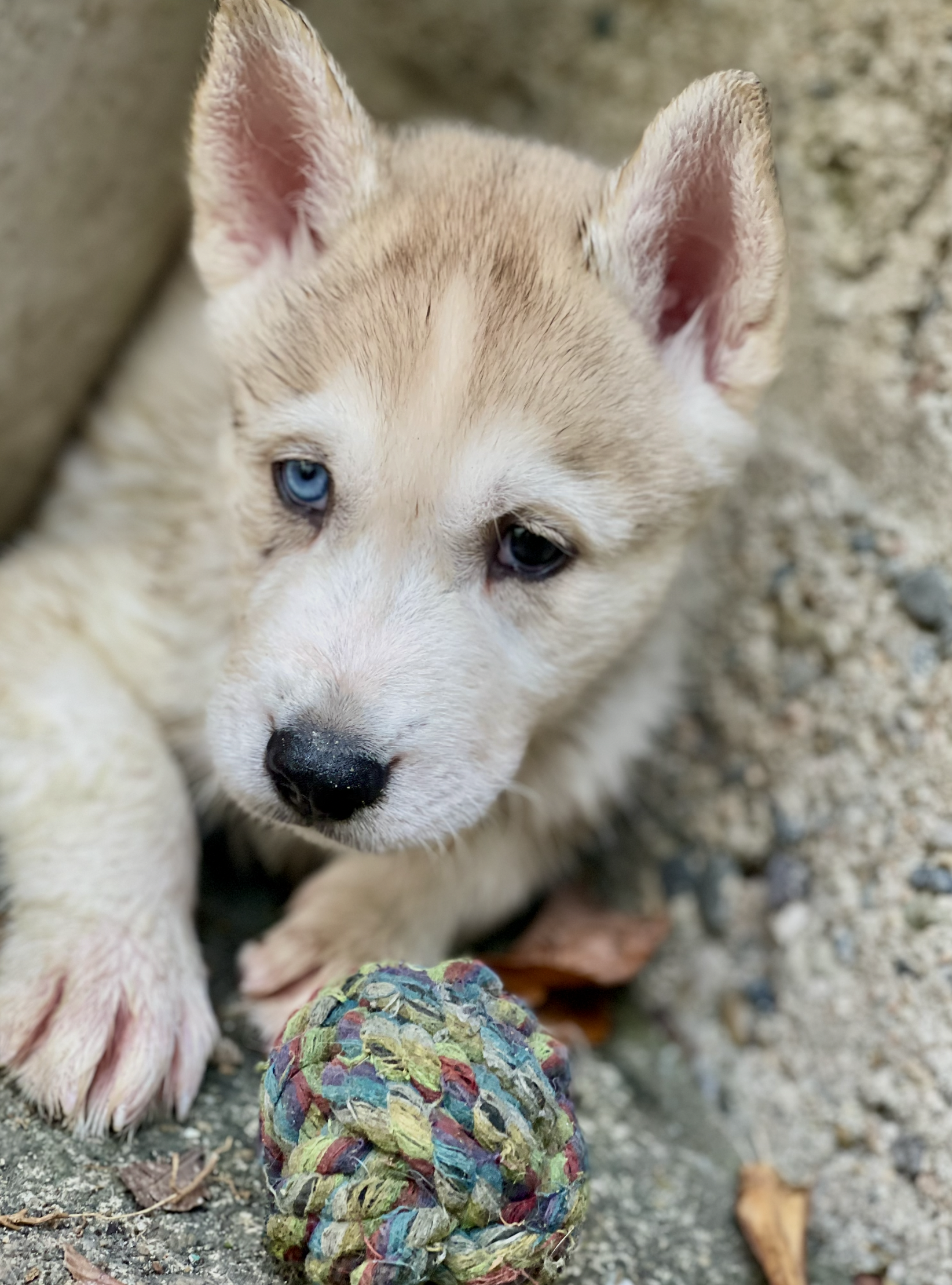 Hermosos cachorros Husky Siberiano y Alaskan Malamute en venta Foto 7268417-5.jpg