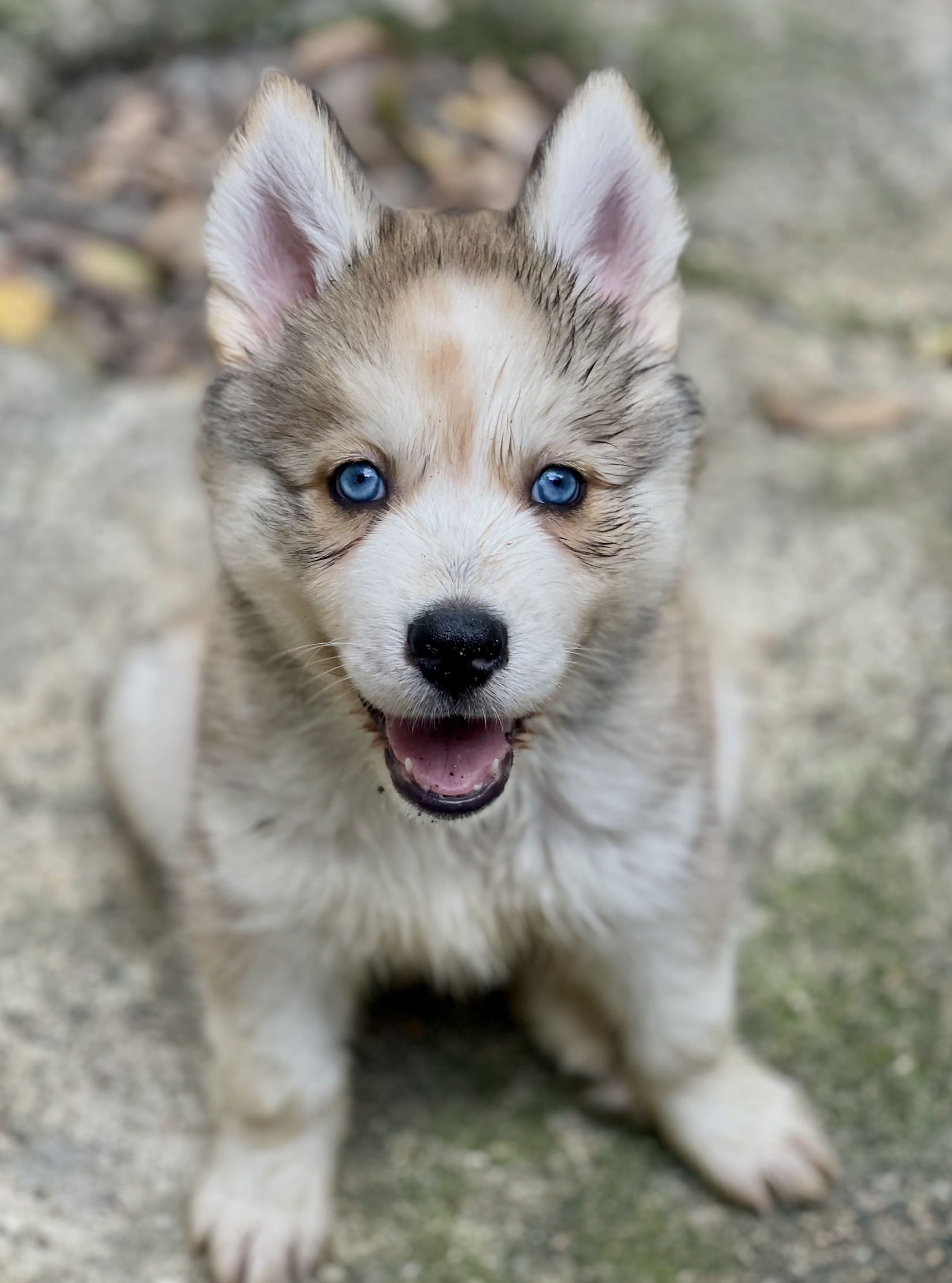 Hermosos cachorros Husky Siberiano y Alaskan Malamute en venta Foto 7268417-6.jpg