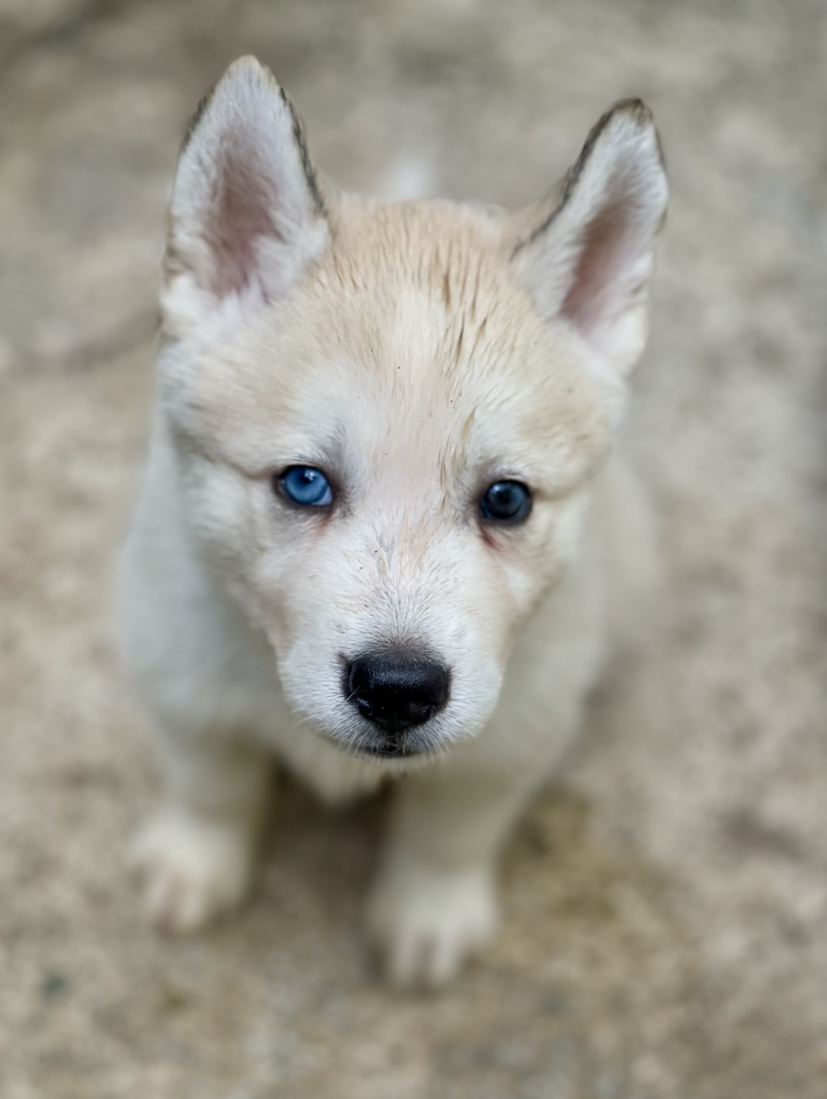 Hermosos cachorros Husky Siberiano y Alaskan Malamute en venta Foto 7268417-7.jpg