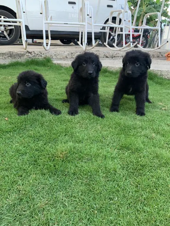 Cachorros de Pastor aleman negro sólido  en Santo Domingo Norte Foto 7268643-1.jpg