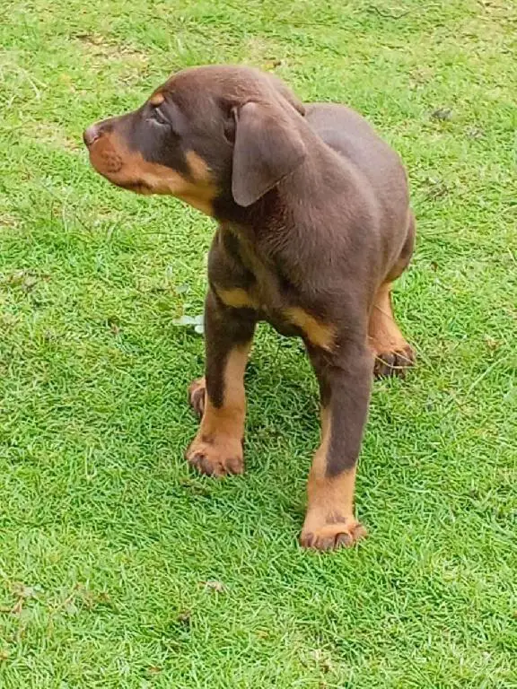 Cachorro doberman Foto 7268650-1.jpg