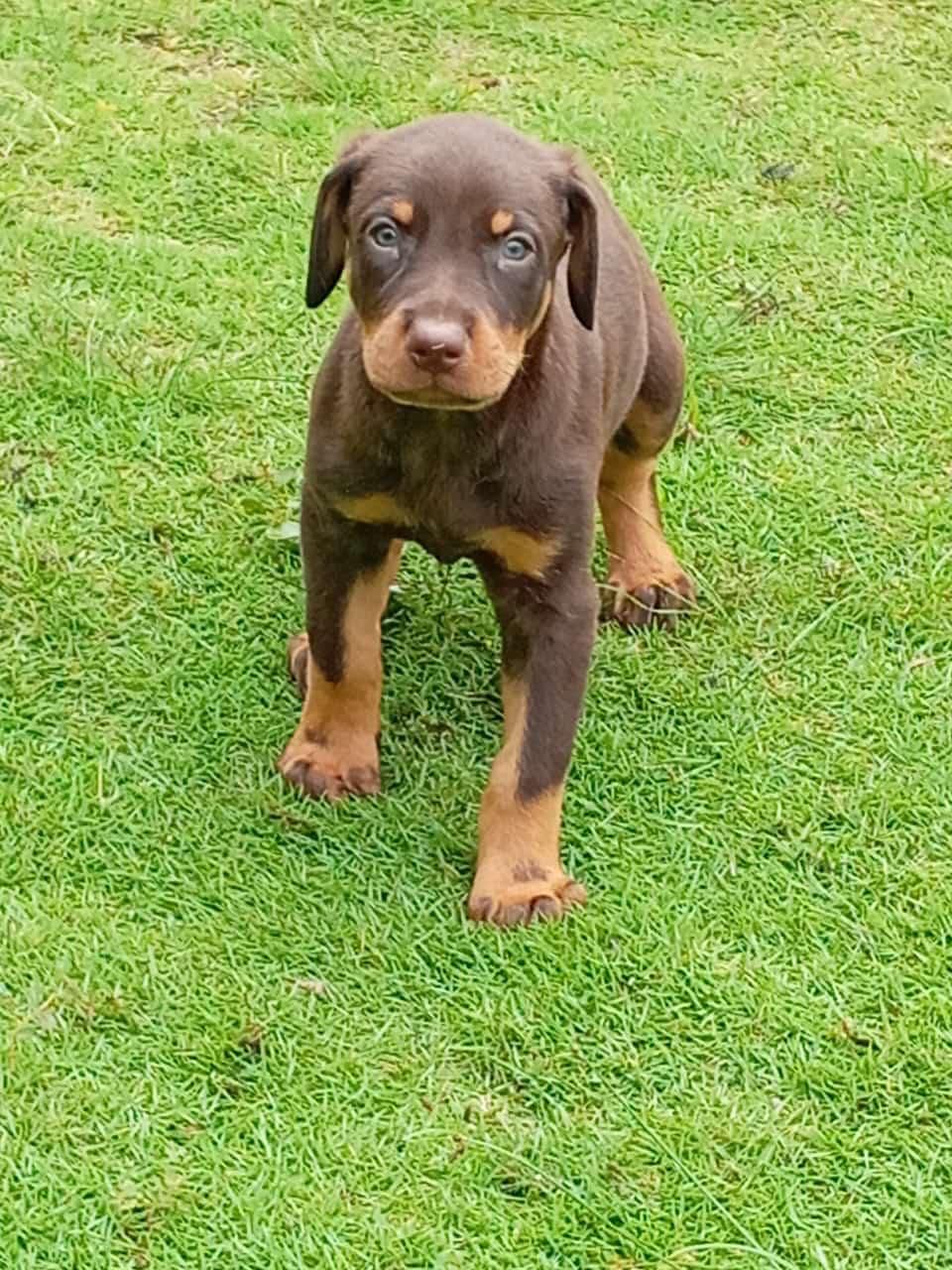 Cachorro doberman Foto 7268650-2.jpg